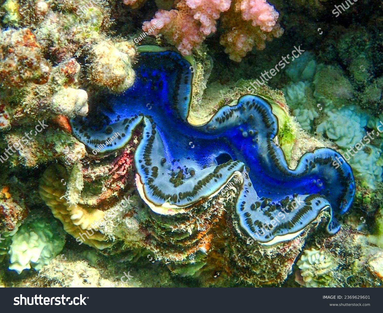 some types of giant clams have a beautiful shape. Giant clams are animals  of the Bivalve class that live among coral reefs in shallow (neritic)  marine environments. Stock Photo 2369629601