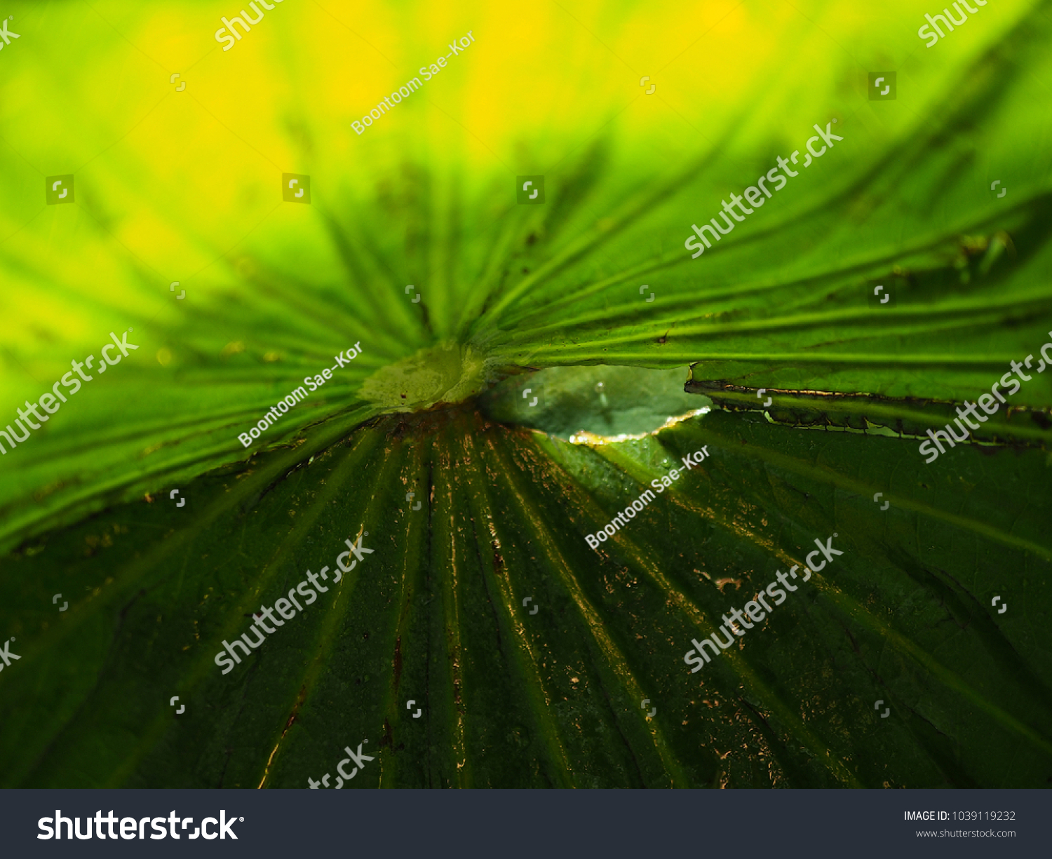 Songkran World Environment Day Theme Green Stock Photo Edit Now