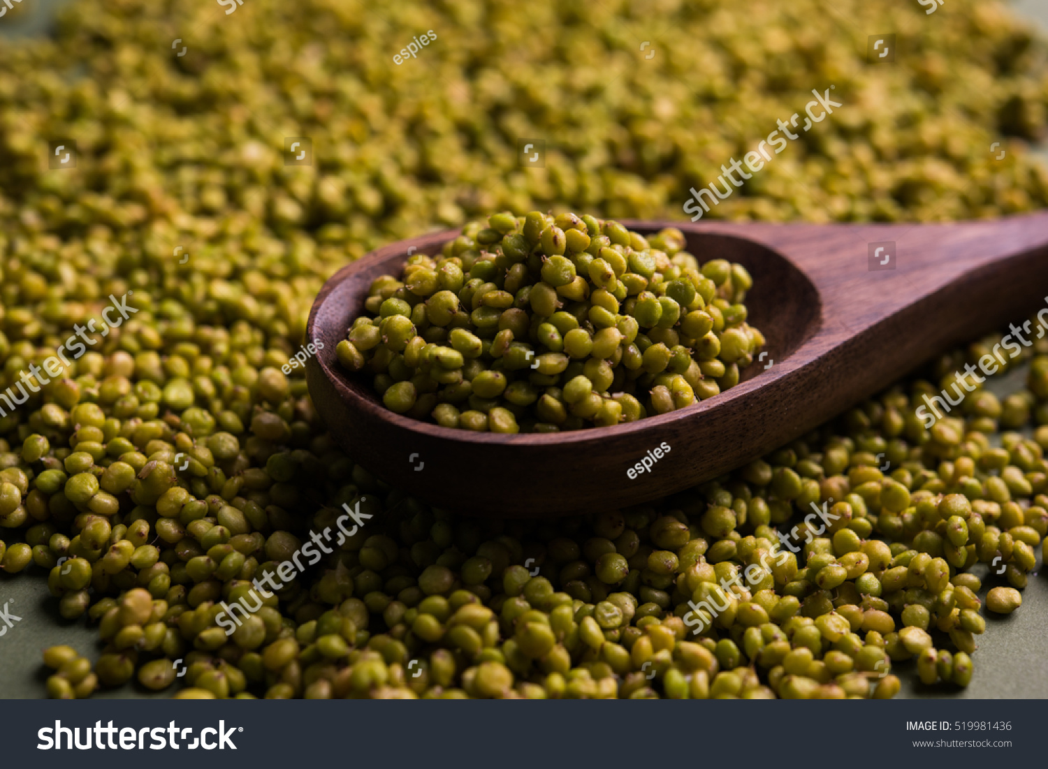 Sorghum Known Jowar Juar Cholam Tamil Stock Photo 519981436 Shutterstock sorghum-known-jowar-juar-cholam-tamil-stock-photo-519981436-shutterstock