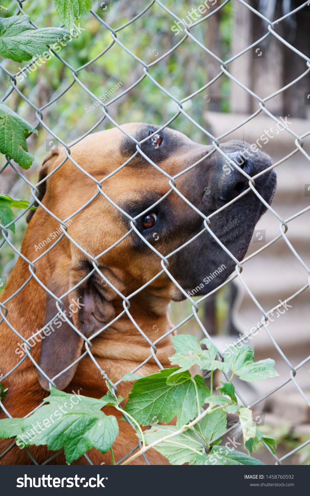 boerboel fence