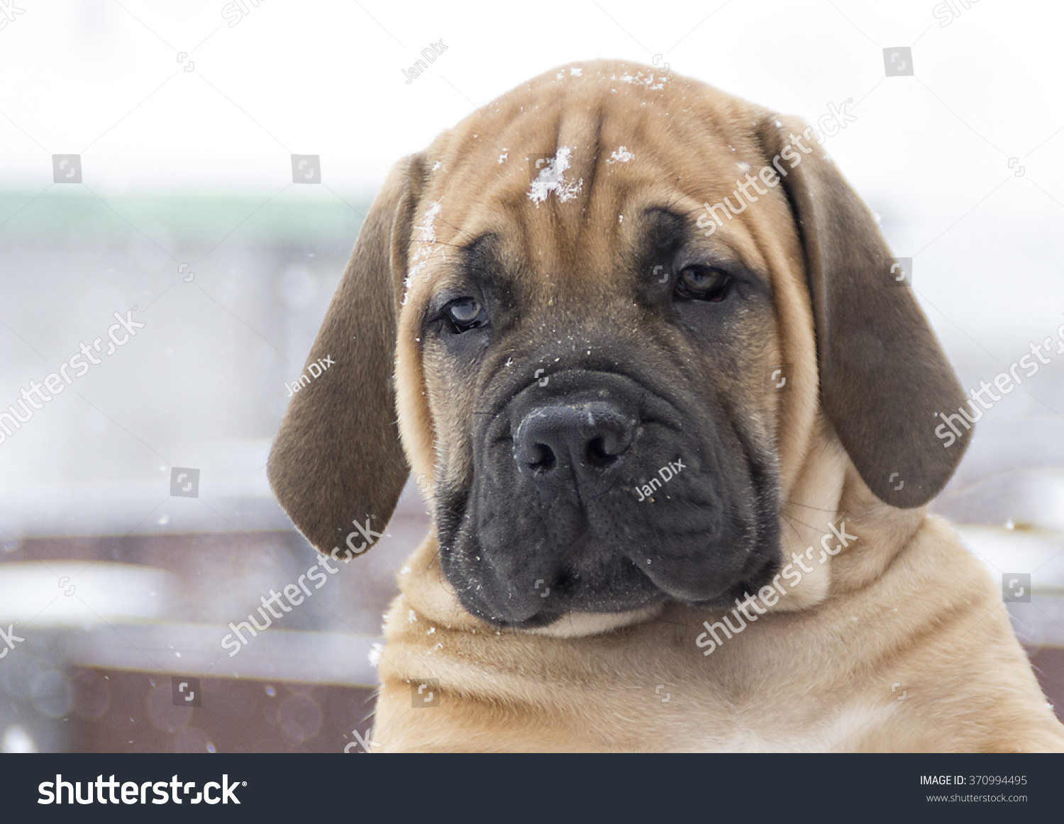 South African Boerboel Puppy Moloss Big Stock Photo Edit Now 370994495