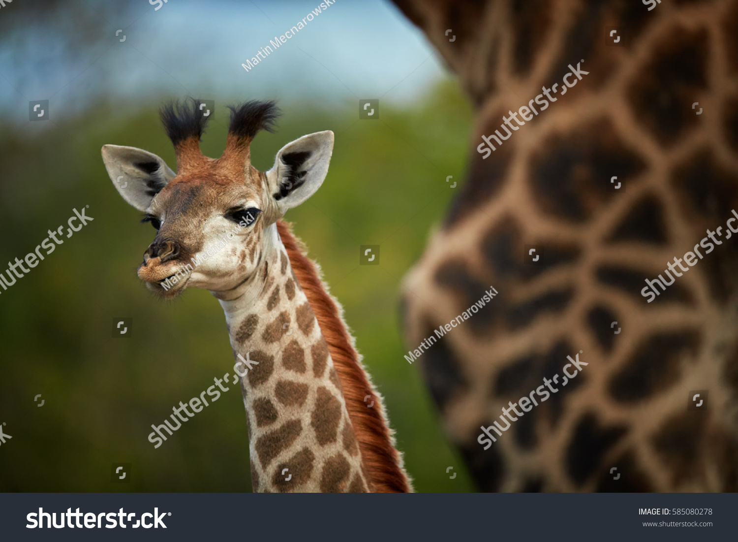 Giraffe Images, Stock Photos & Vectors | Shutterstock