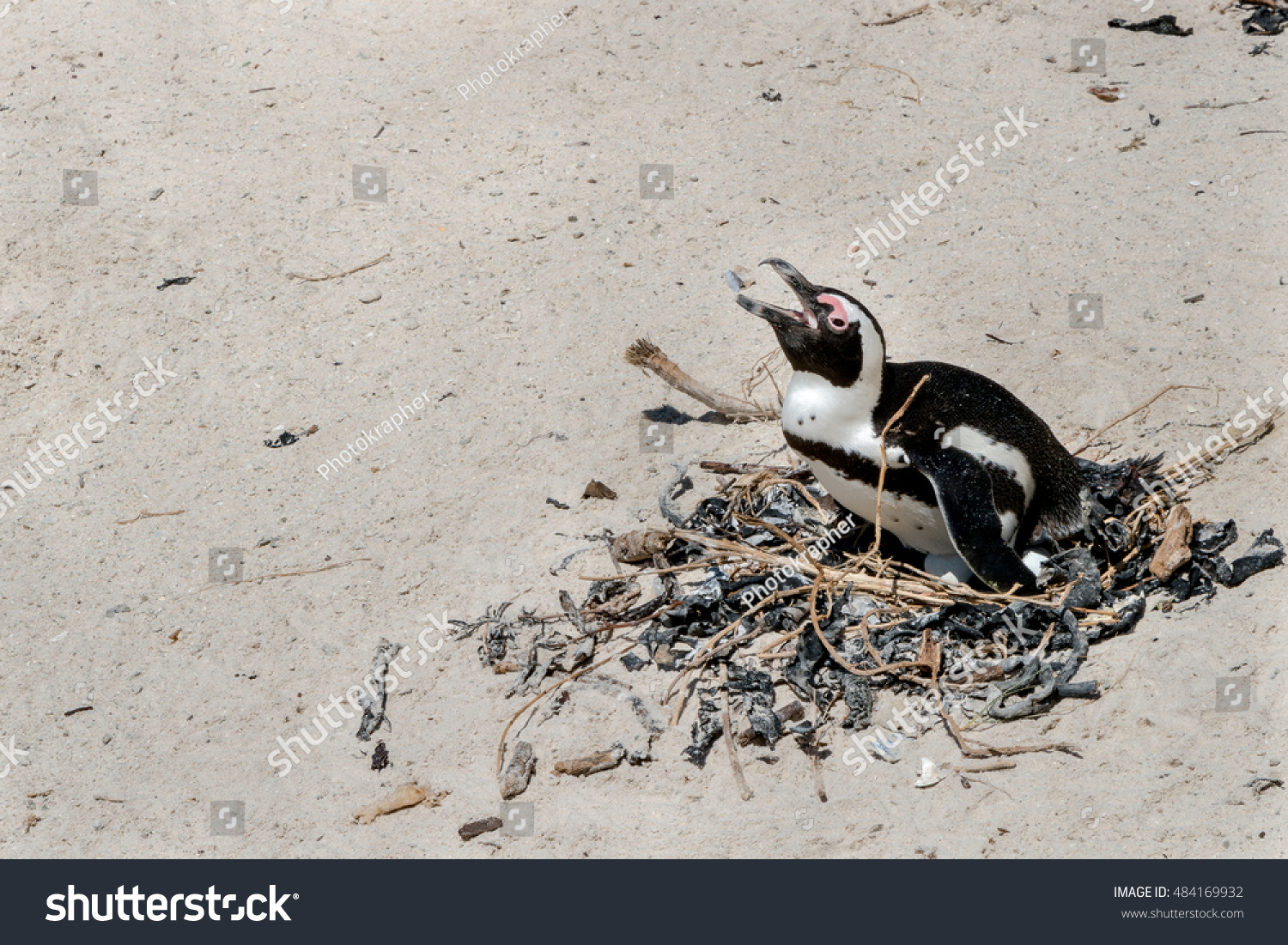 South African Penguin Laying Eggs On Stock Photo 484169932 Shutterstock