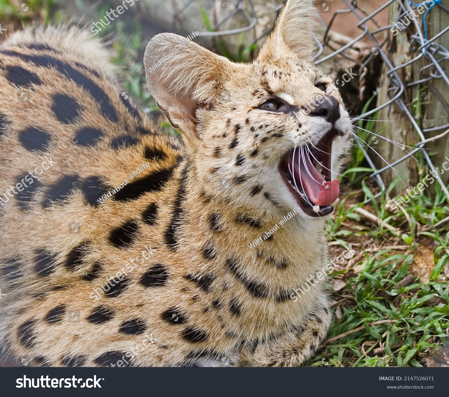 South African Serval Wild Cat Stock Photo 2147526071 