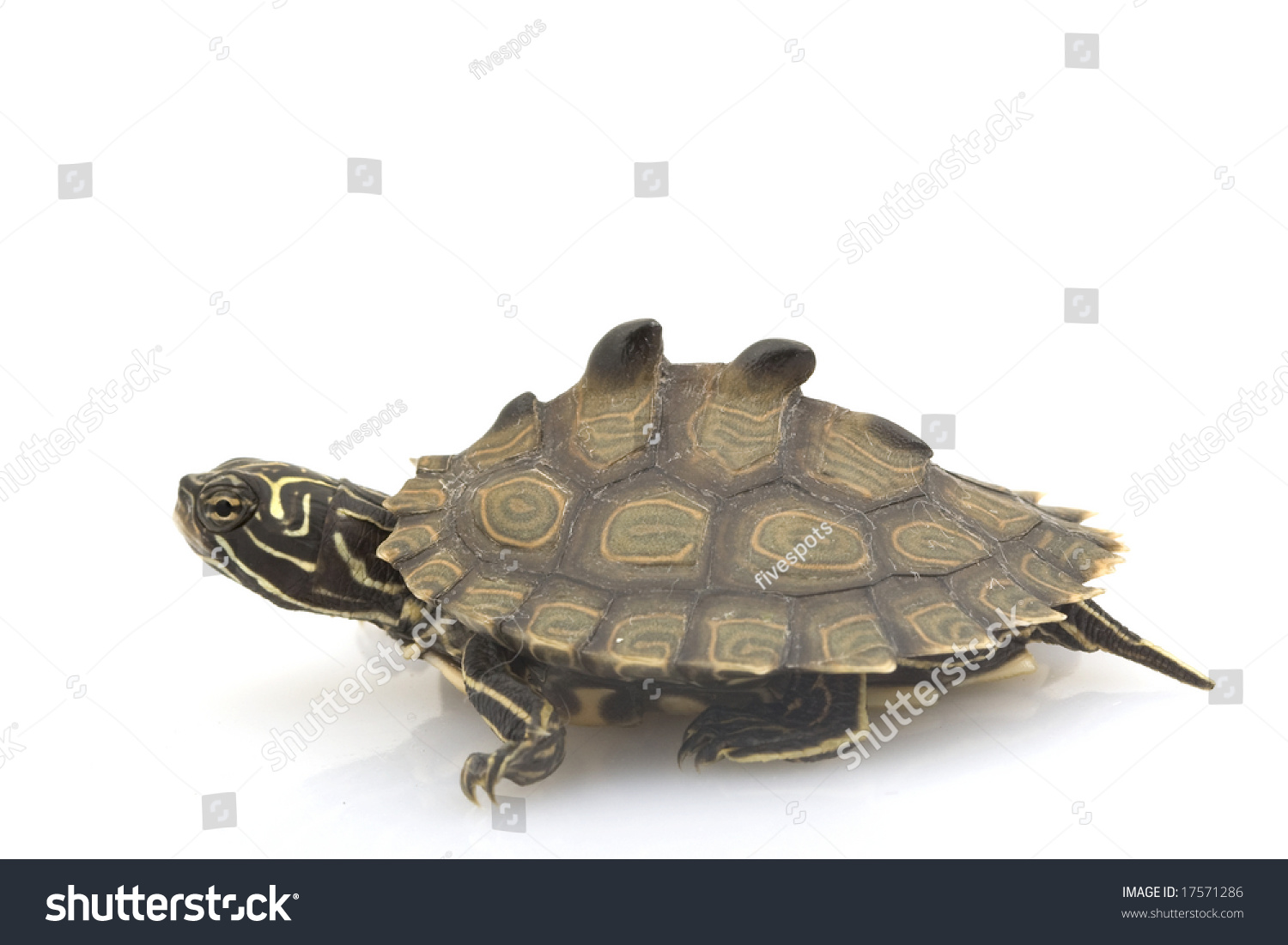 Southern Black-Knob Map Turtle (Graptemys Nigrinoda) On White ...