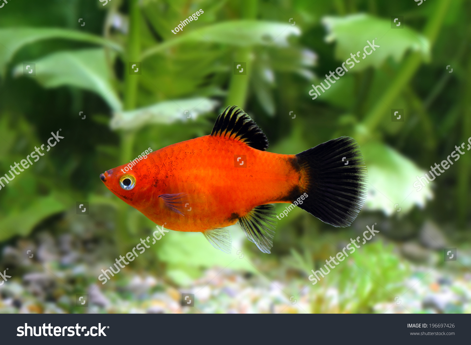 140 Southern platy fish Images, Stock Photos & Vectors | Shutterstock