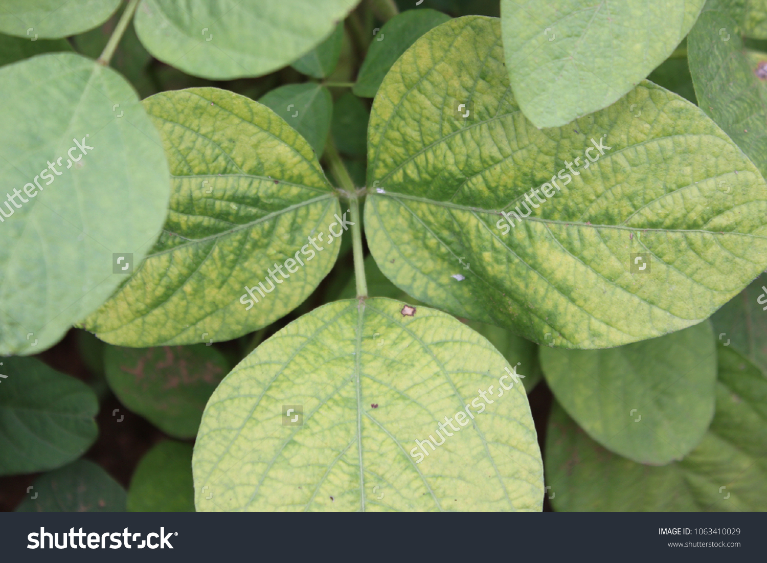 Soybean Leaf Disease Nutrient Deficiencies Abiotic Stock Photo ...