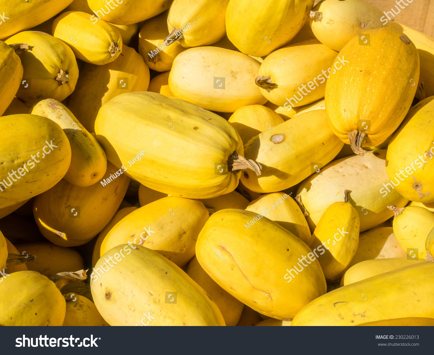 Spaghetti Squash Small Watermelonshaped Variety Ranges Stock Photo Edit Now