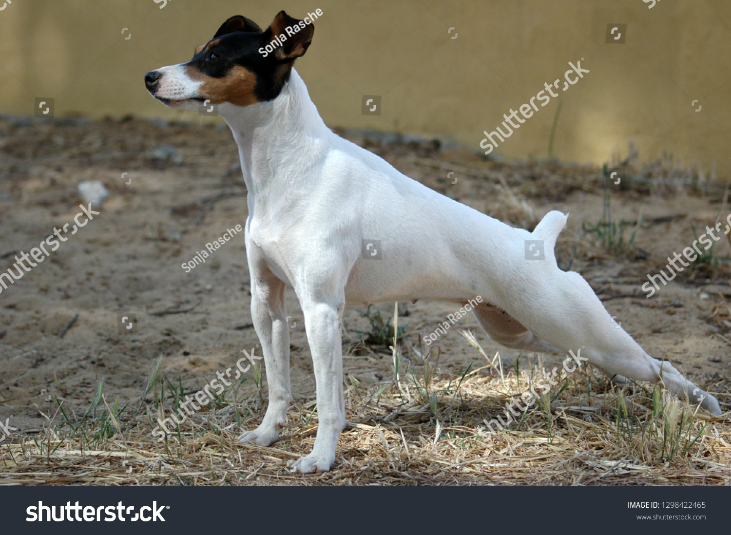 spanish terrier dog