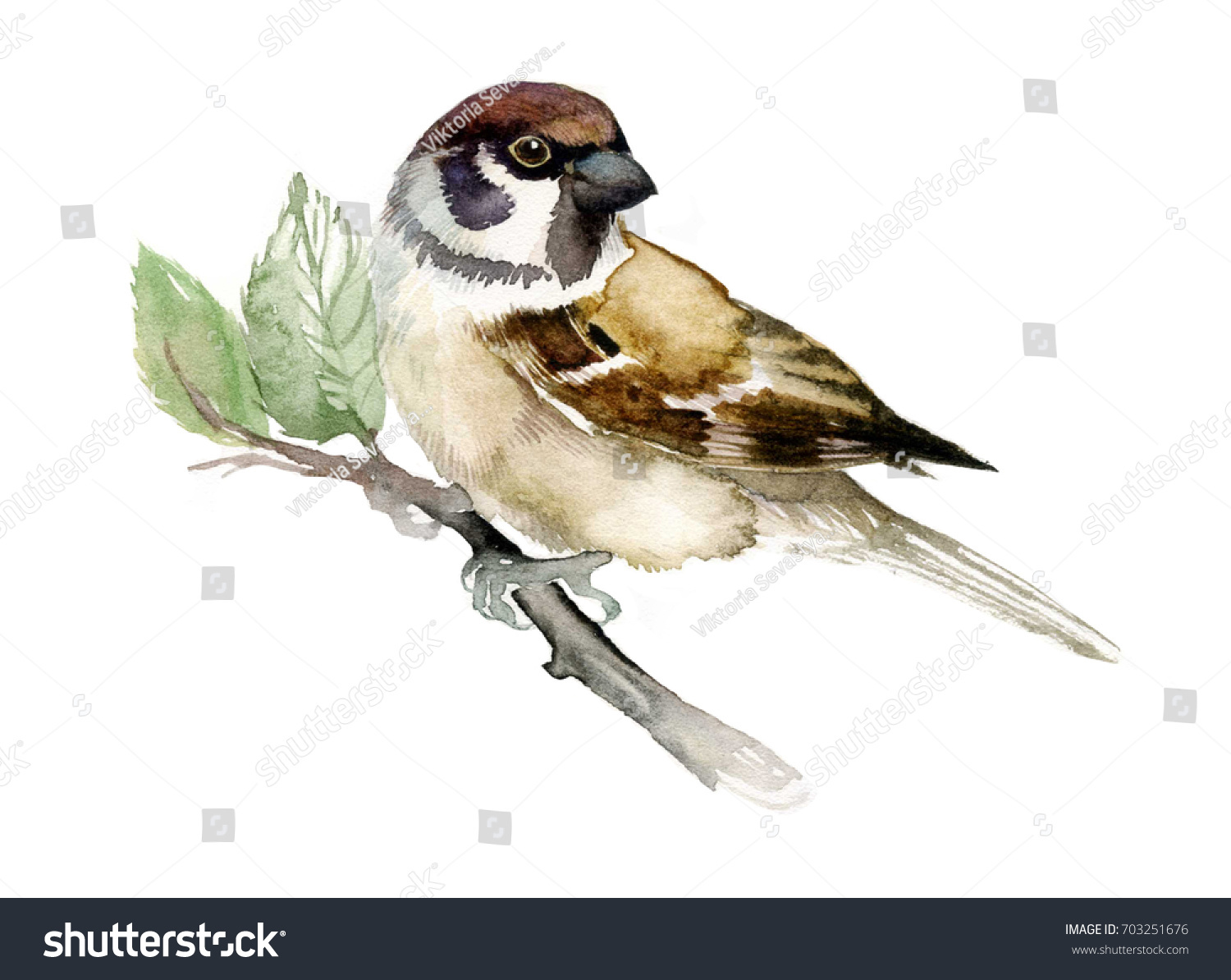 Sparrow Stock Illustration 703251676 - Shutterstock