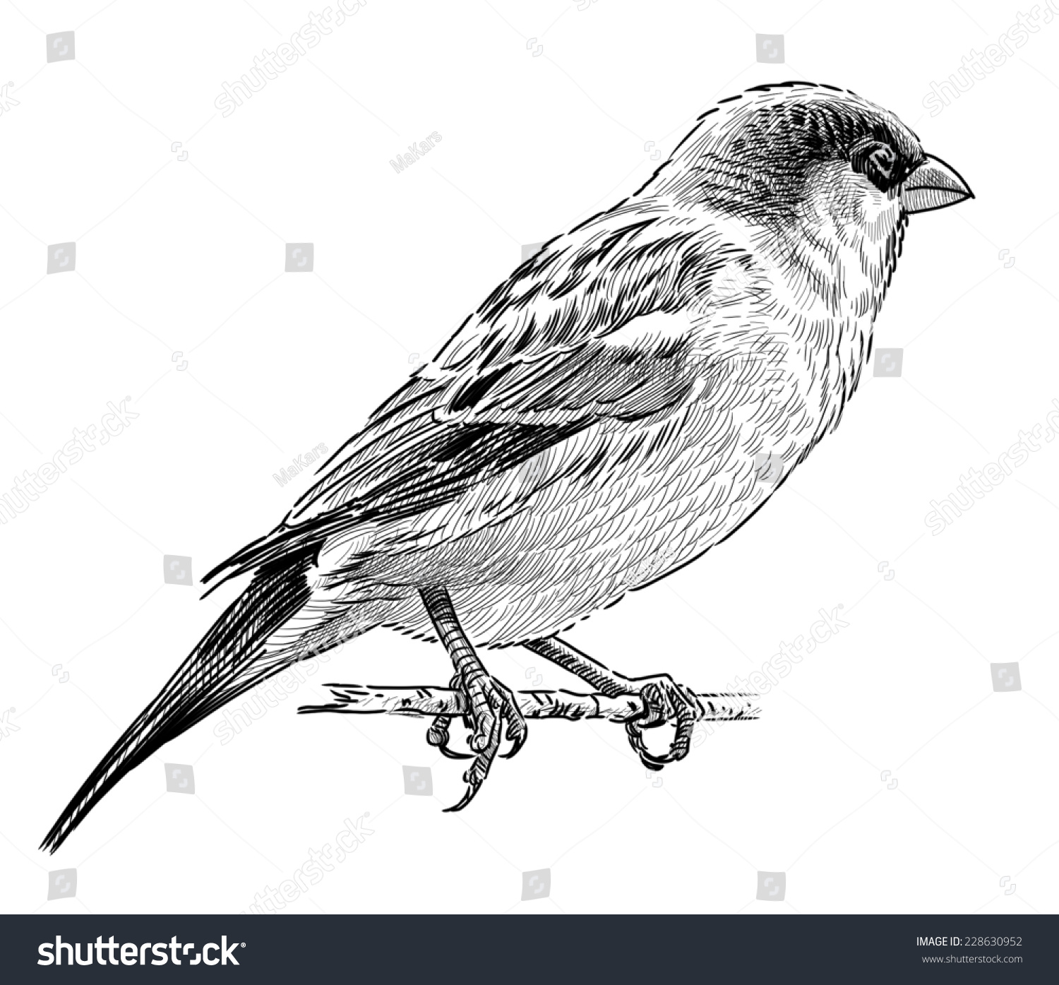 Sparrow On Branch Stock Illustration 228630952 - Shutterstock