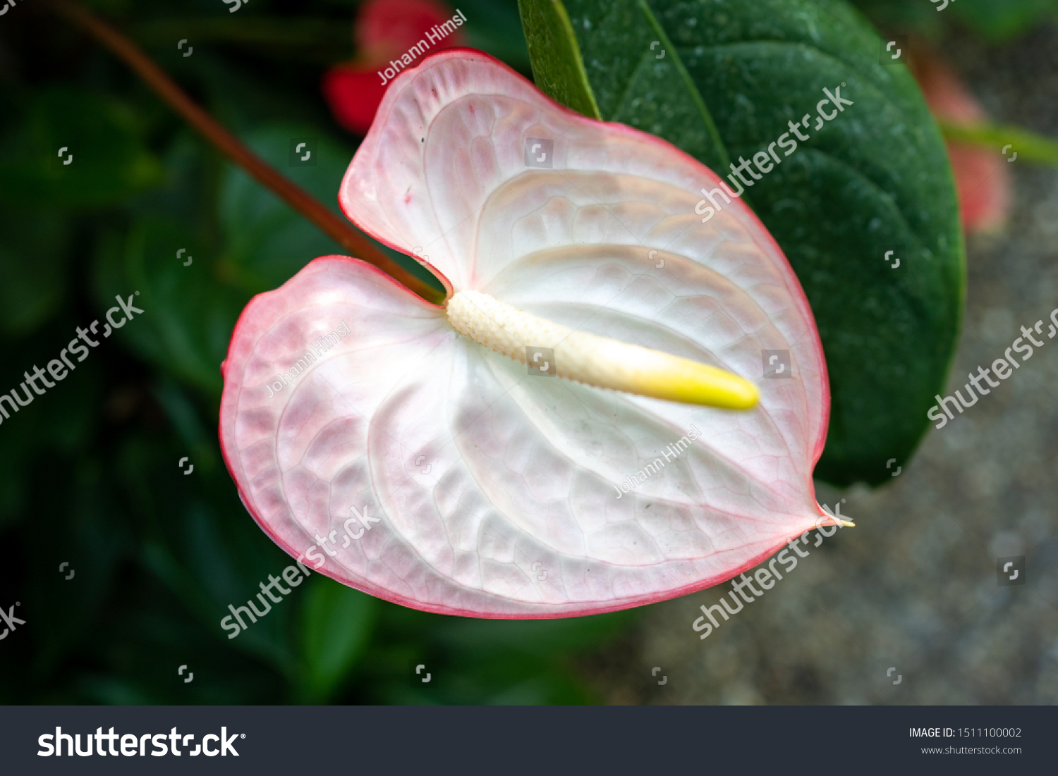 Spathiphyllum Mauna Loa Peace Lily Nature Stock Image 1511100002