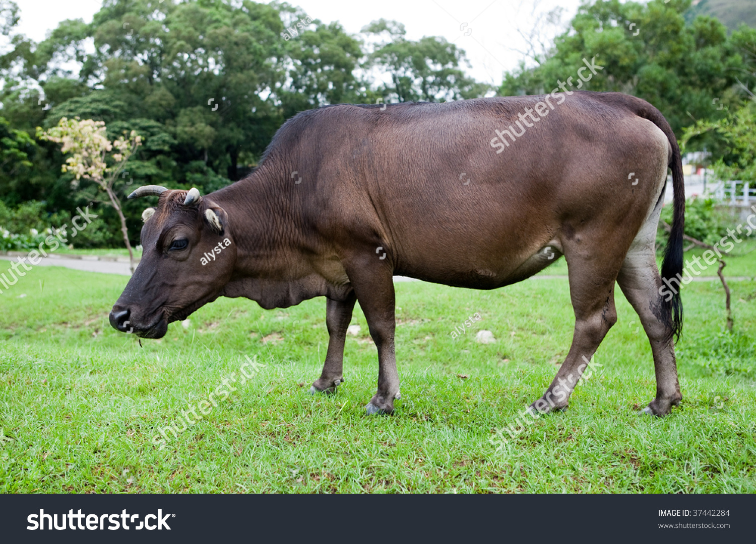 Special Cow At Po Lin Monastery On Lantau Island, Hong Kong Stock Photo ...