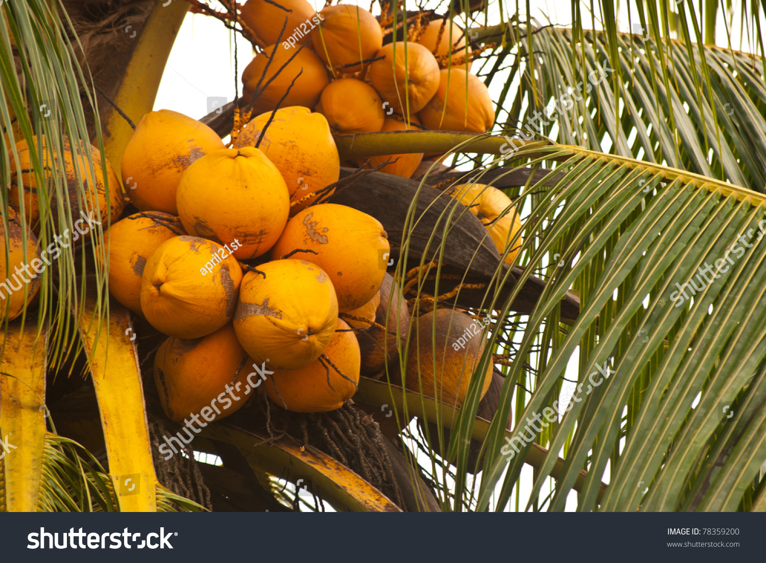 Special Kind Of Coconut Orange Color On Tree Stock Photo 78359200 ...