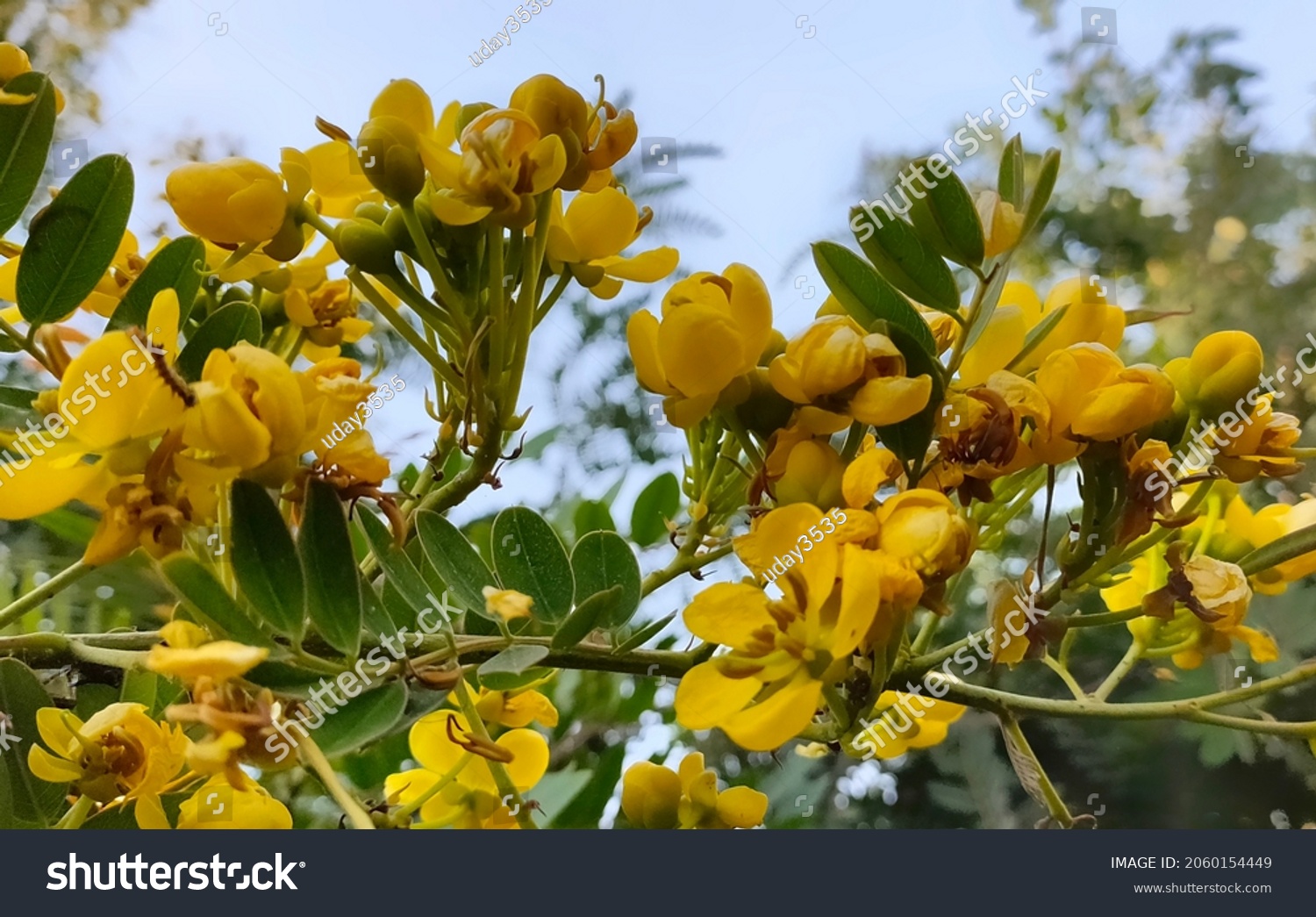 Species Known Commonly Cassia Cassia Genus Stock Photo (Edit Now ...