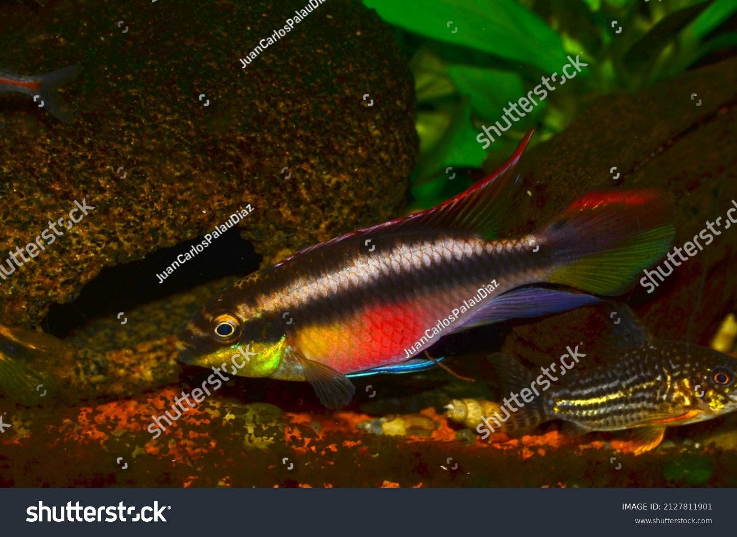 Specimen African Dwarf Cichlid Kibrensis Pelvicachromis Stock Photo ...