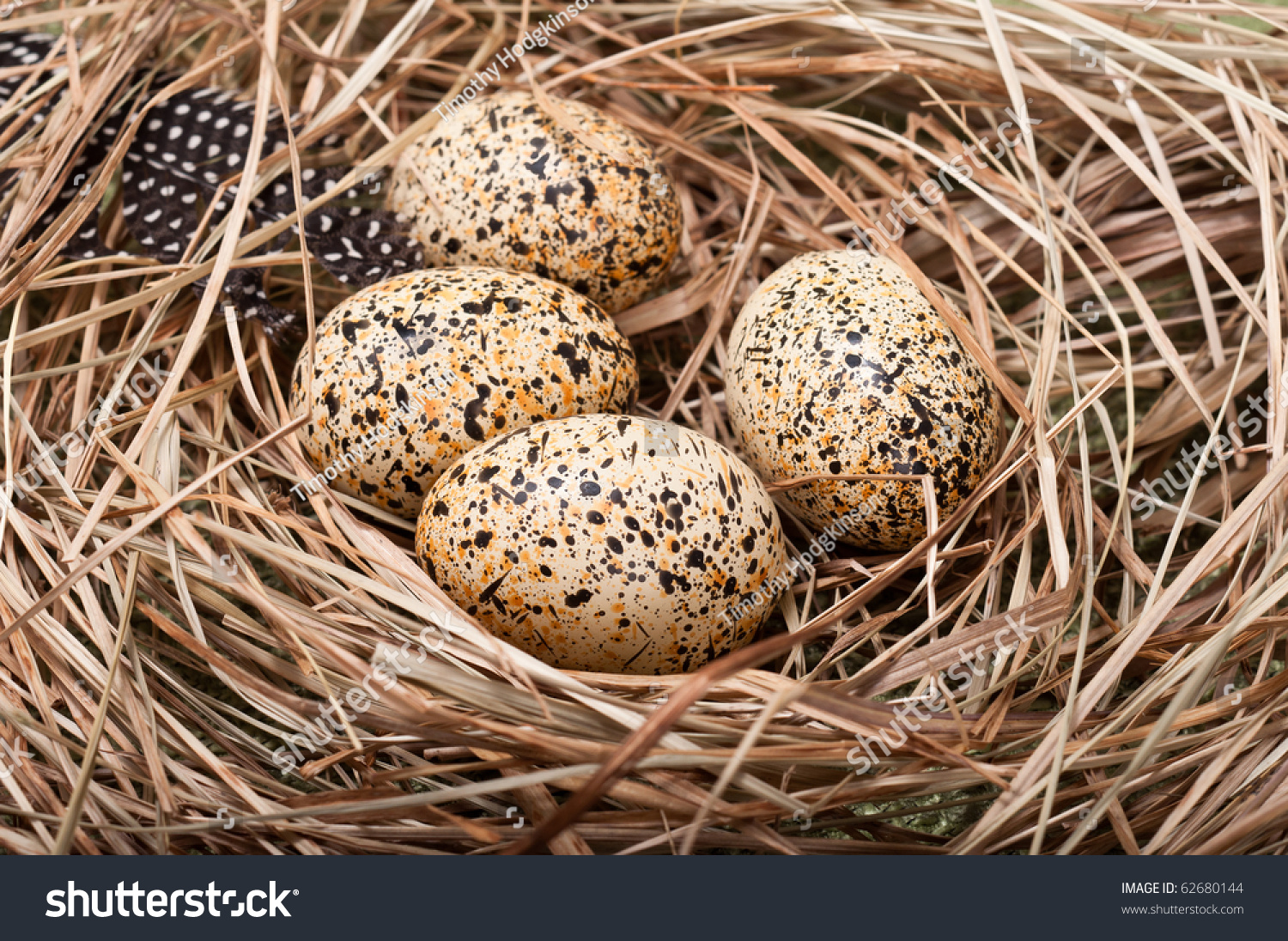 Speckled Bird Eggs Grass Nest Stock Photo 62680144 - Shutterstock