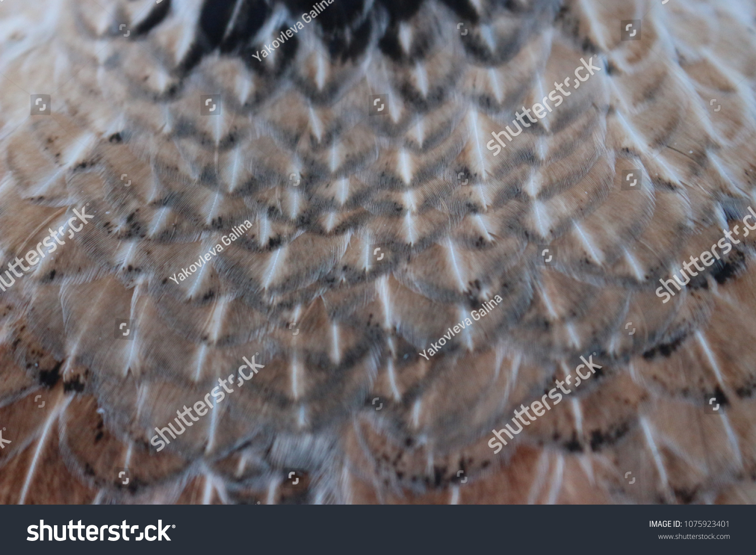 Speckled Chicken Feathers Texture Stock Photo (Edit Now) 1075923401