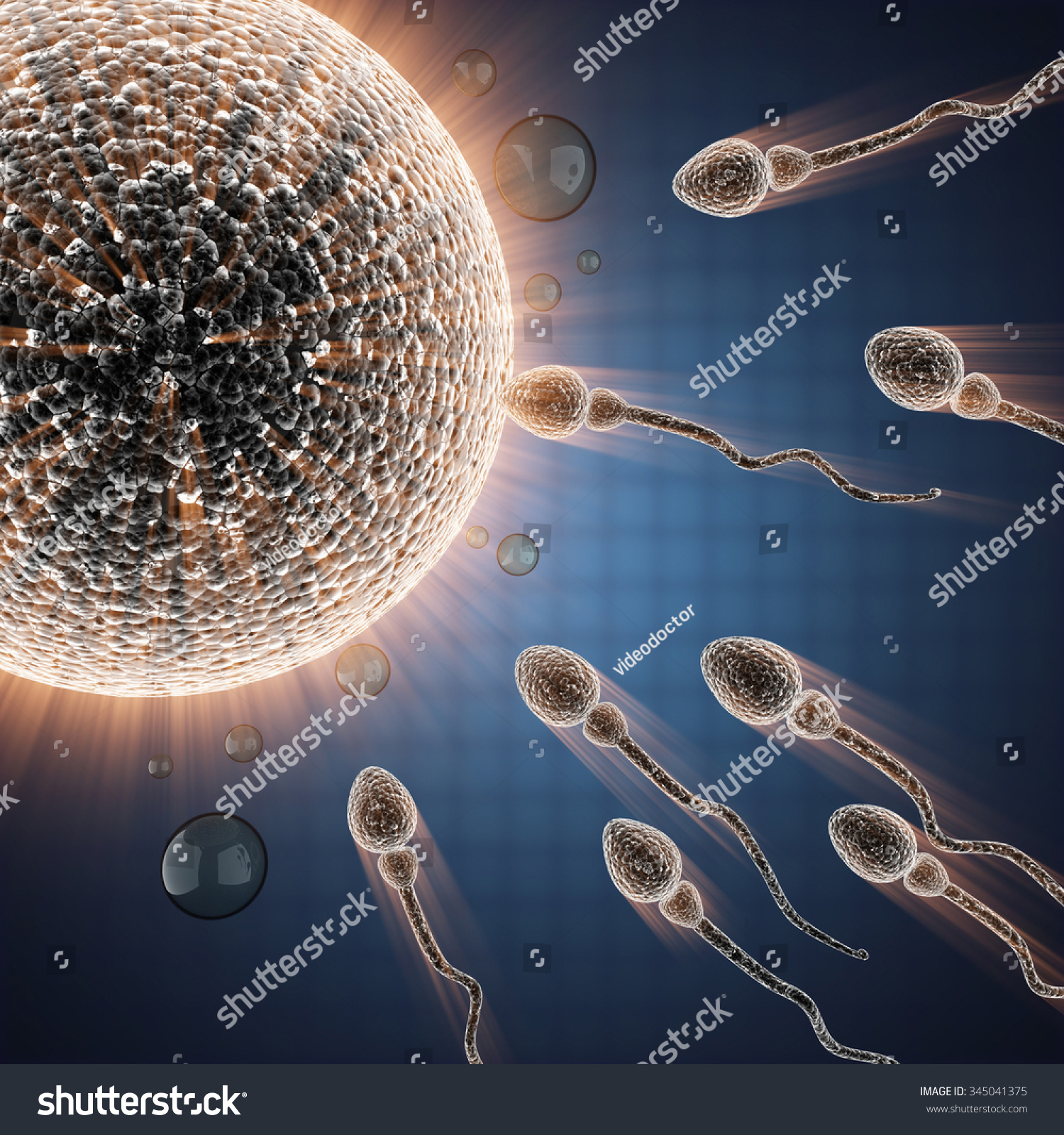 Sperm Egg Cell Microscopic Image Stock Illustration 345041375 ...