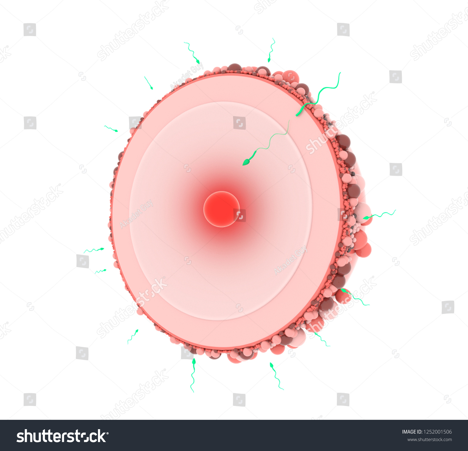 Sperm Egg Cell Naturalhuman Fertilization Process Stock Illustration 1252001506 Shutterstock 5237