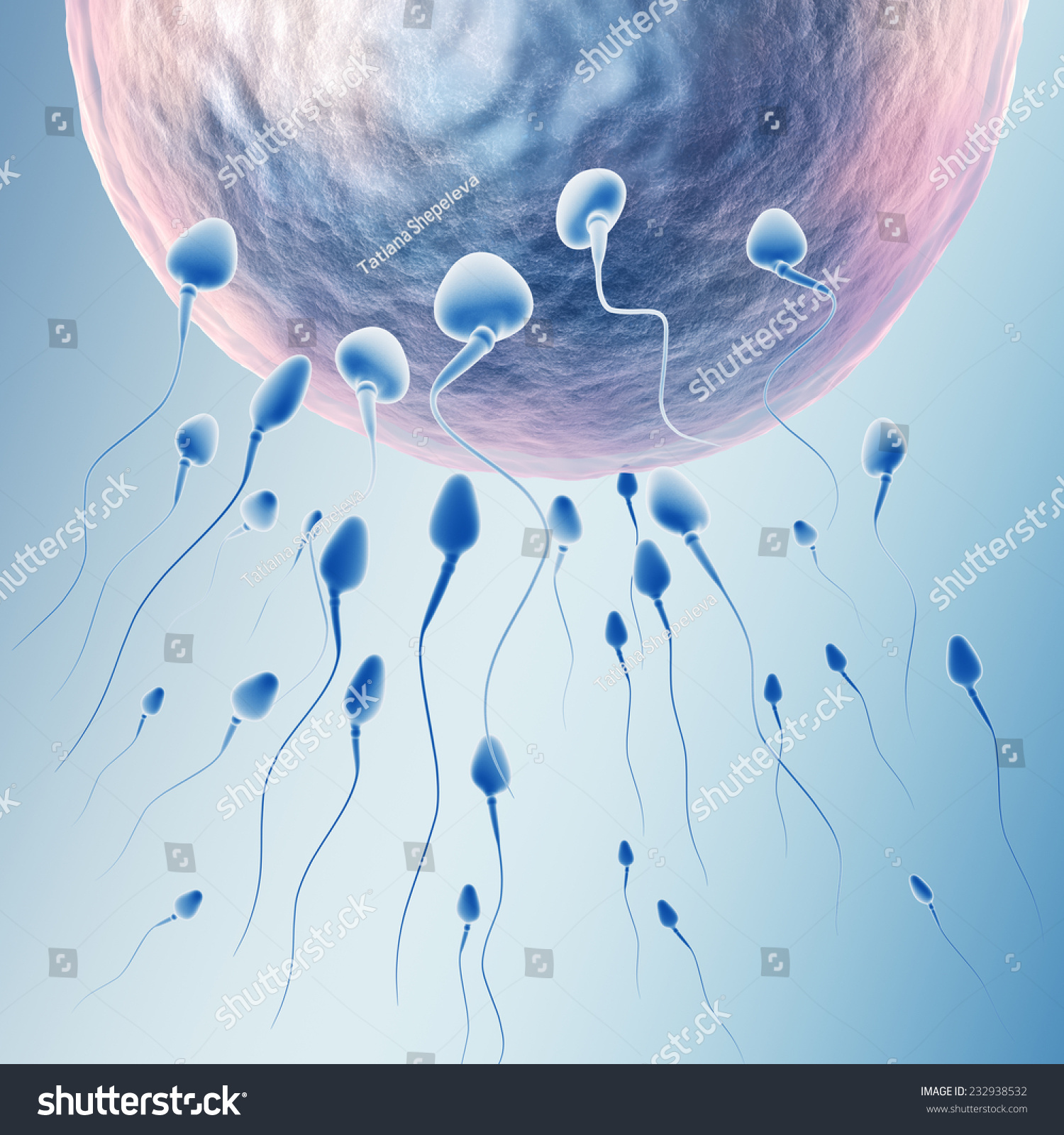 Sperm Human Egg Stock Illustration 232938532 | Shutterstock