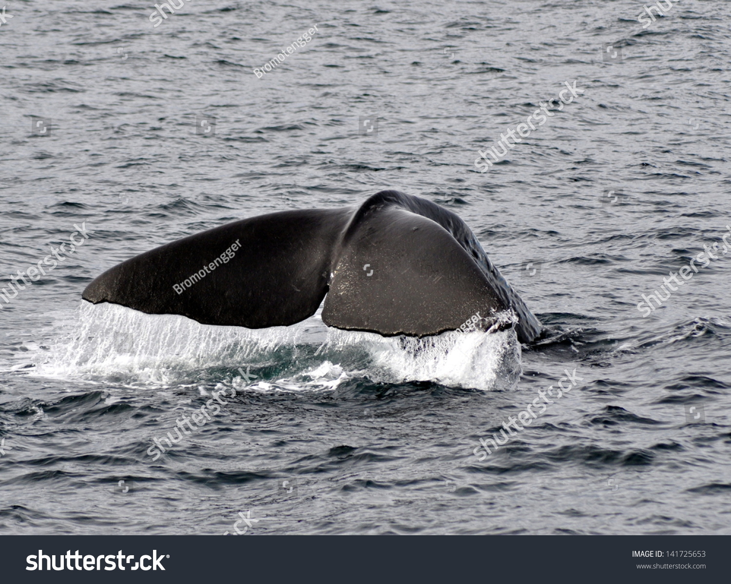 Sperm Whale Kaikoura New Zealand Stock Photo Edit Now 141725653