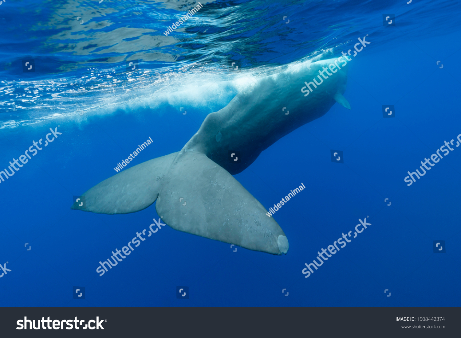 Sperm Whale Swimming Surface Atlantic Ocean Royalty Free Stock Image