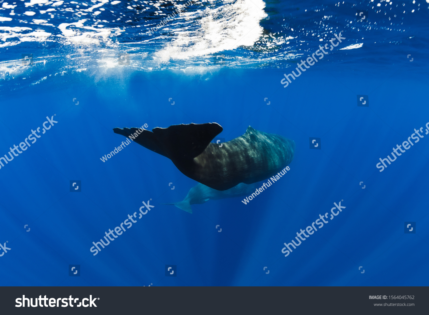 Sperm Whales Swim Blue Ocean Mauritius Stock Photo (Edit Now) 1564045762