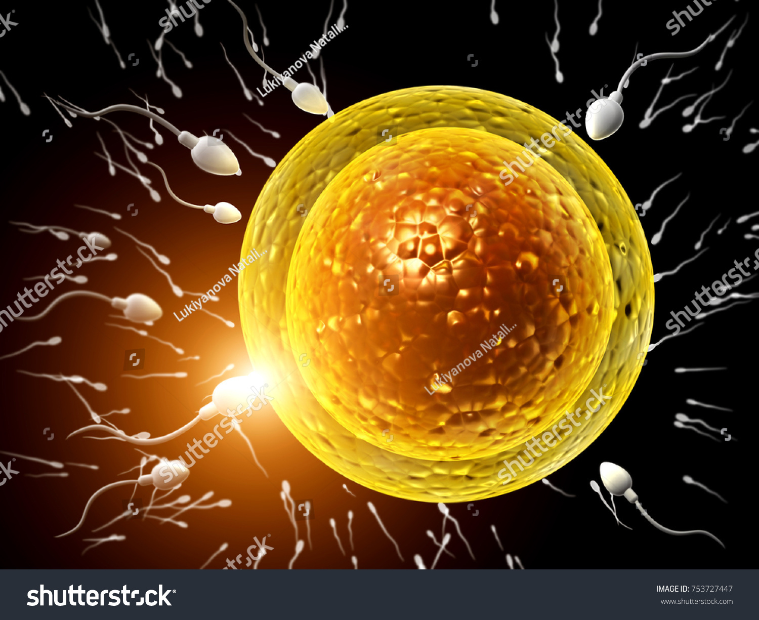 Spermatozoïdes Flottant Vers Lovule Le Moment Illustration De Stock 753727447 Shutterstock 