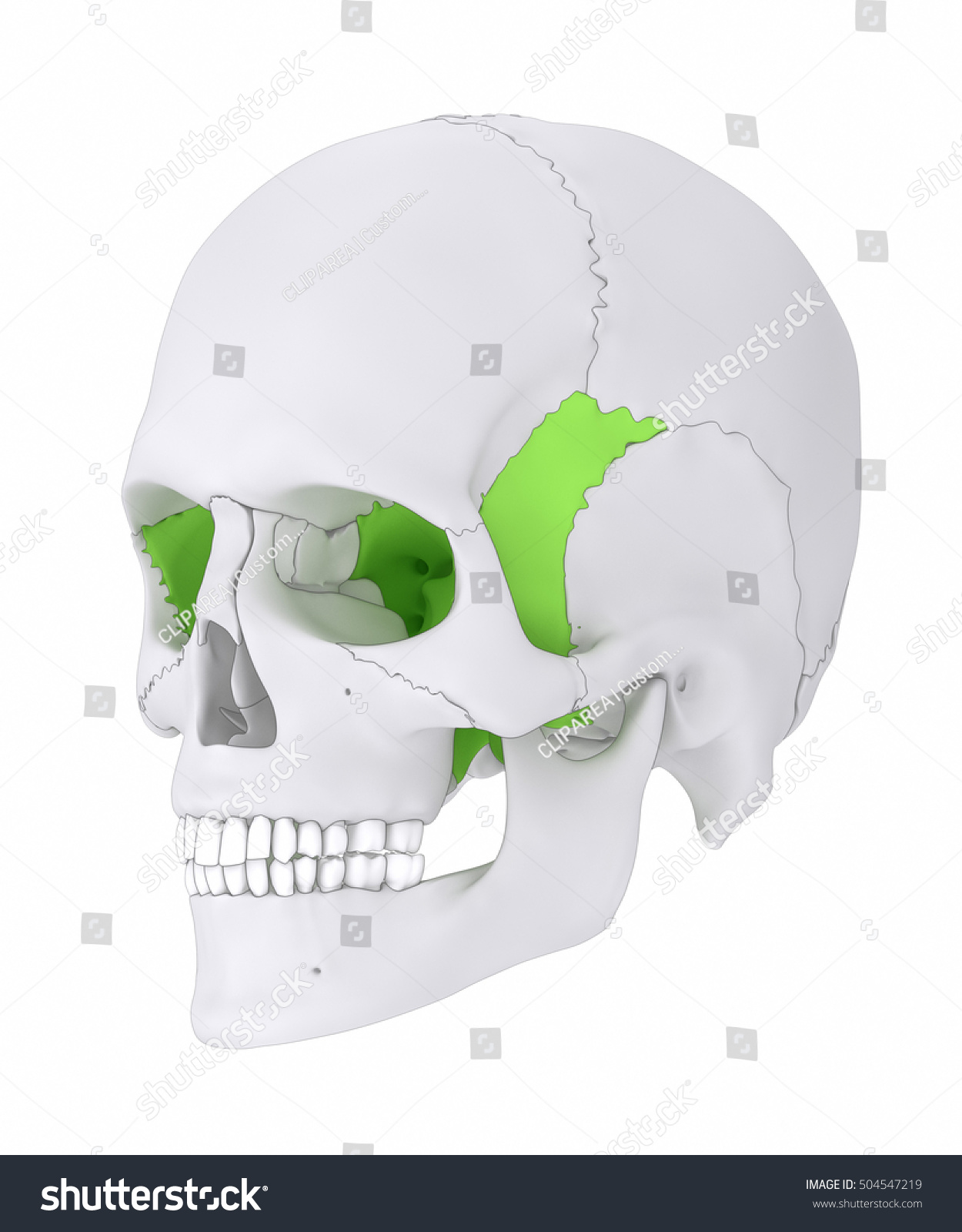 sphenoid bone
