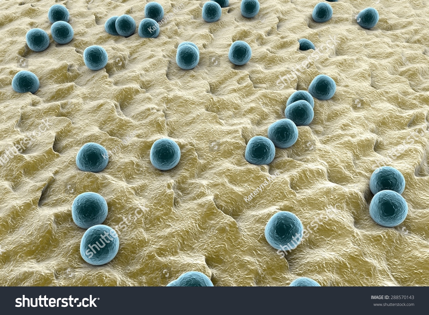Spherical Bacteria On The Surface Of Skin Or Mucous Membrane; Model Of ...