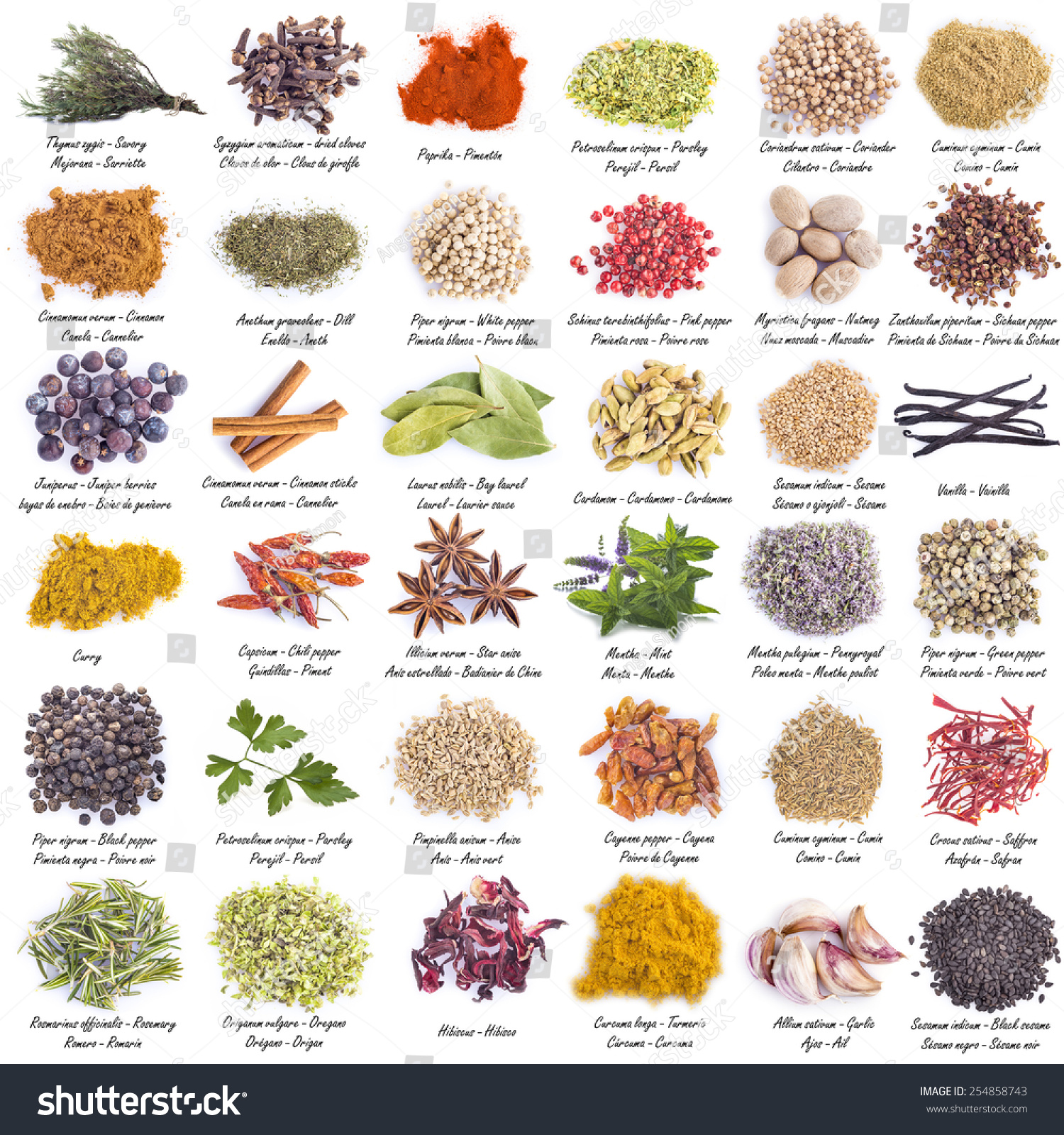 Spices Set Great Assortment Isolated On Stock Photo 254858743 ...