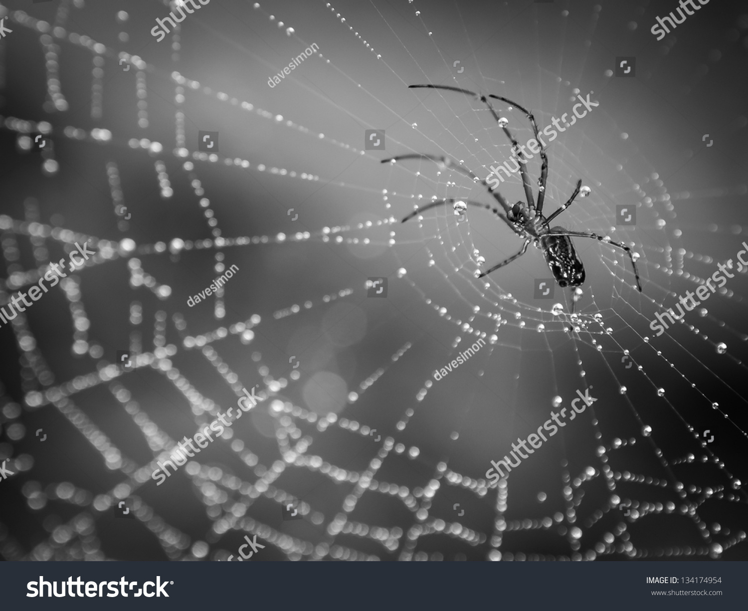 Spider Crawling On A Web With Droplets Of Dew. Black And White Finish ...