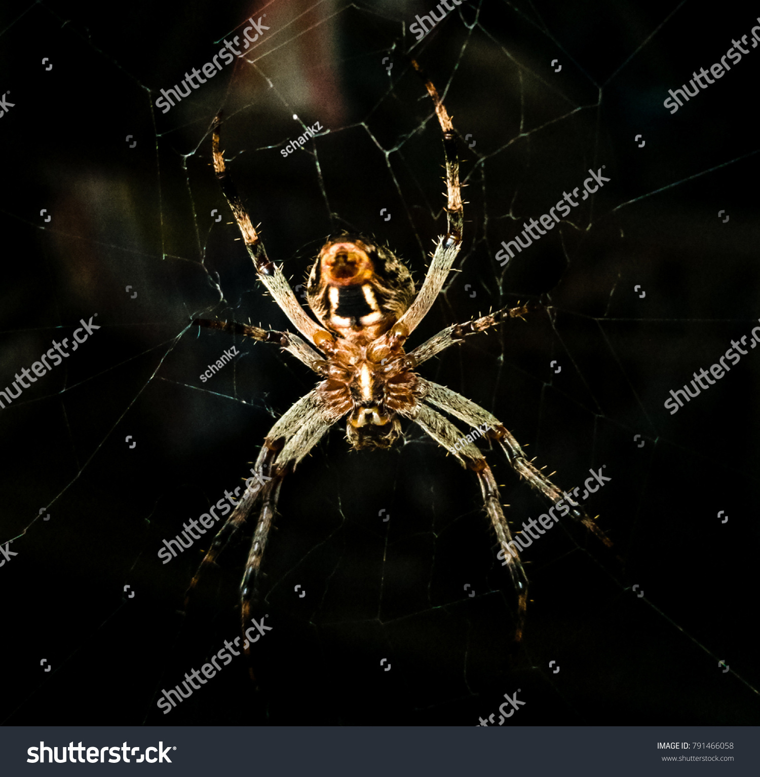 Spider On Web Pantry Stock Photo Edit Now 791466058