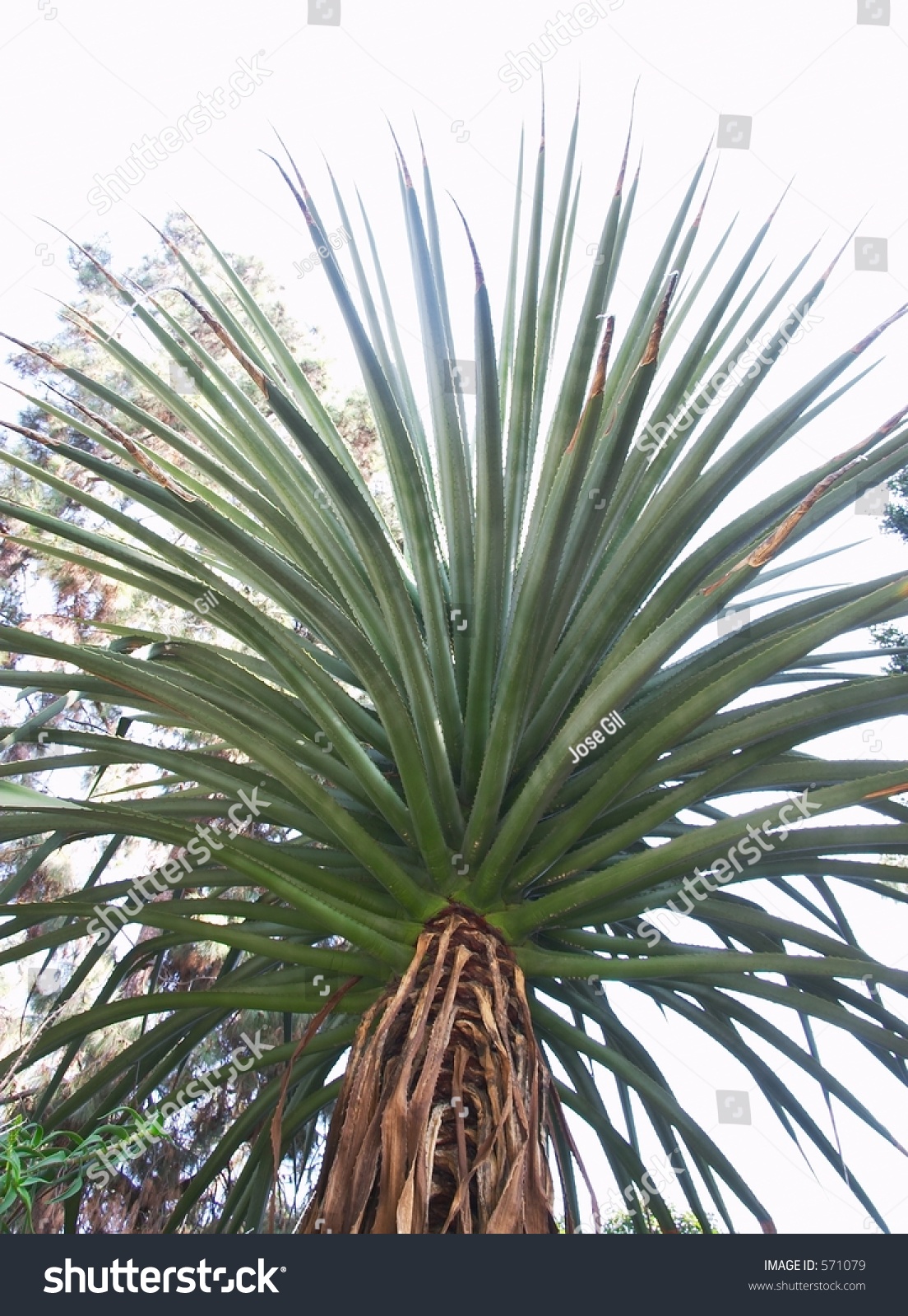 Spikey Palm Tree Shot Below This Stock Photo 571079 - Shutterstock