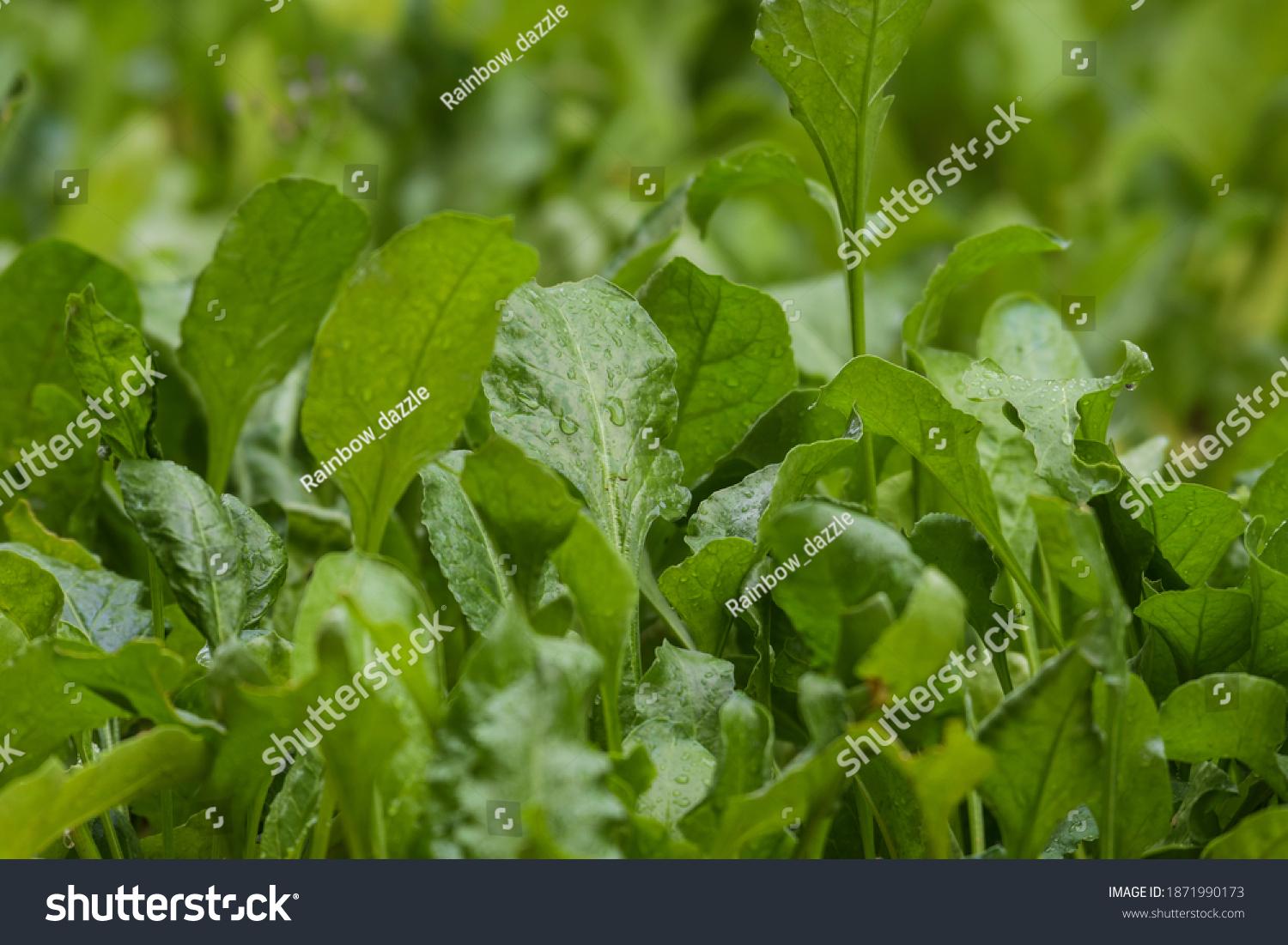 303 Palak plant Images, Stock Photos & Vectors | Shutterstock