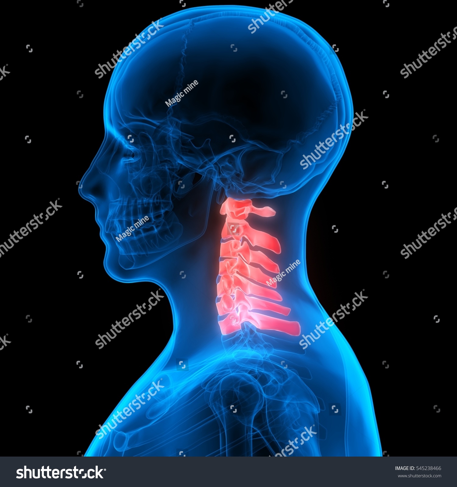Spinal Cord A Part Of Human Skeleton Anatomy (Cervical Vertebrae ...