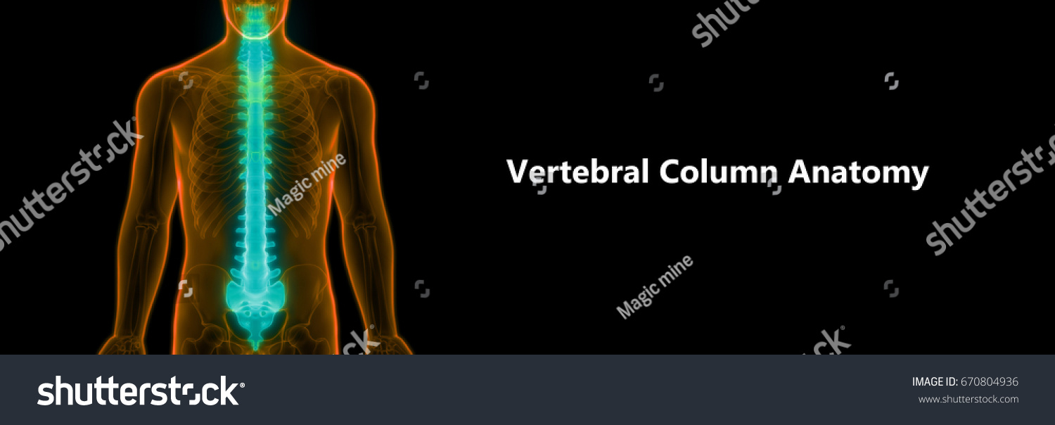 Spinal Cord Part Human Skeleton Anatomy Stock Illustration 670804936 ...