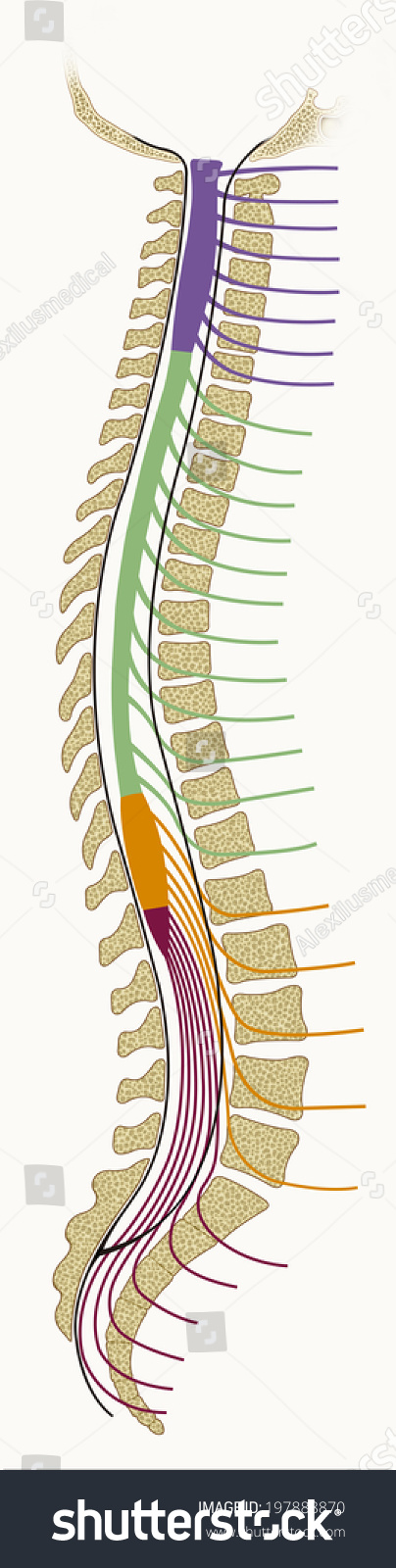 Spinal Cord Nerve Bundles Different Classifications Stock Illustration ...