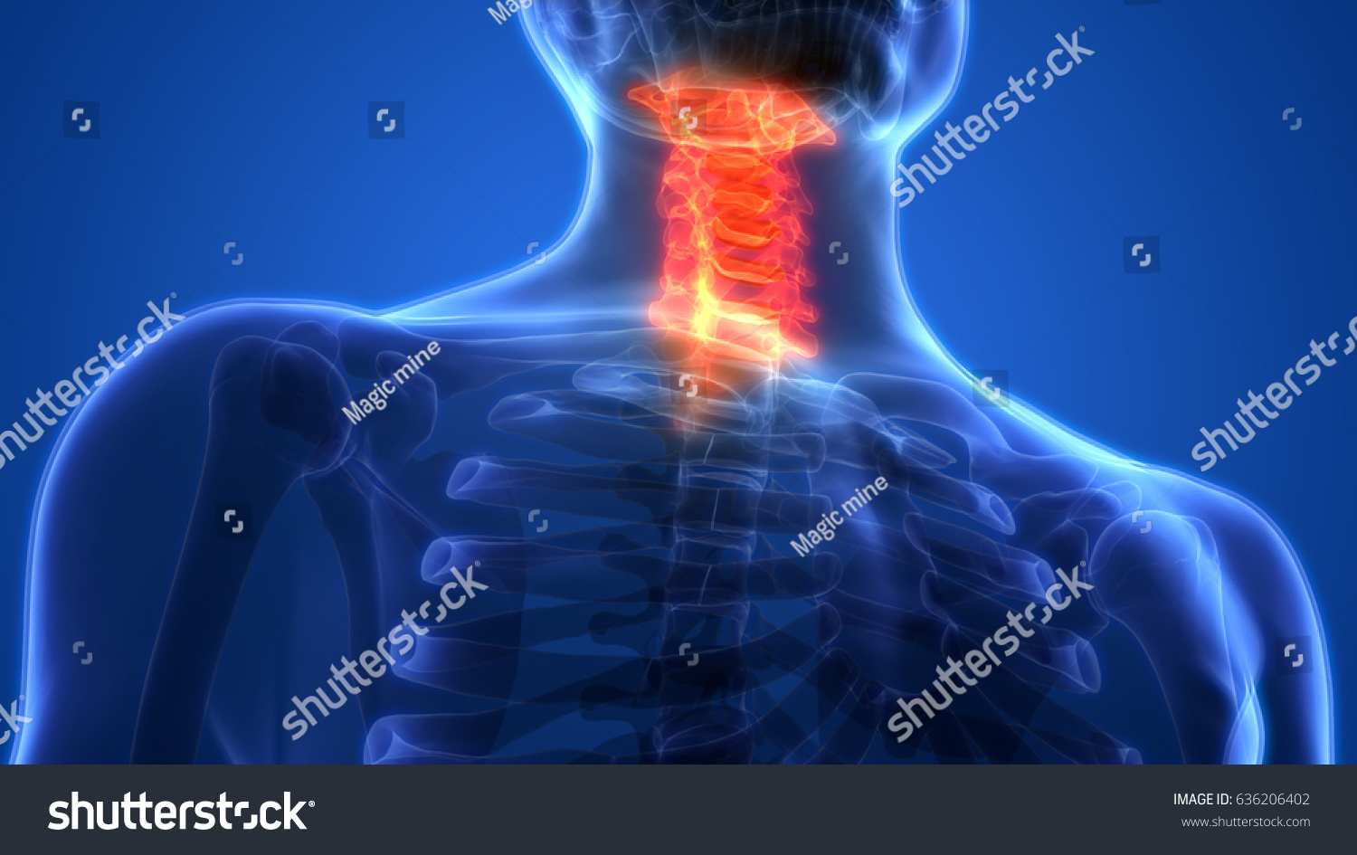 Spinal Cord Cervical Vertebrae Part Human Stock Illustration Shutterstock