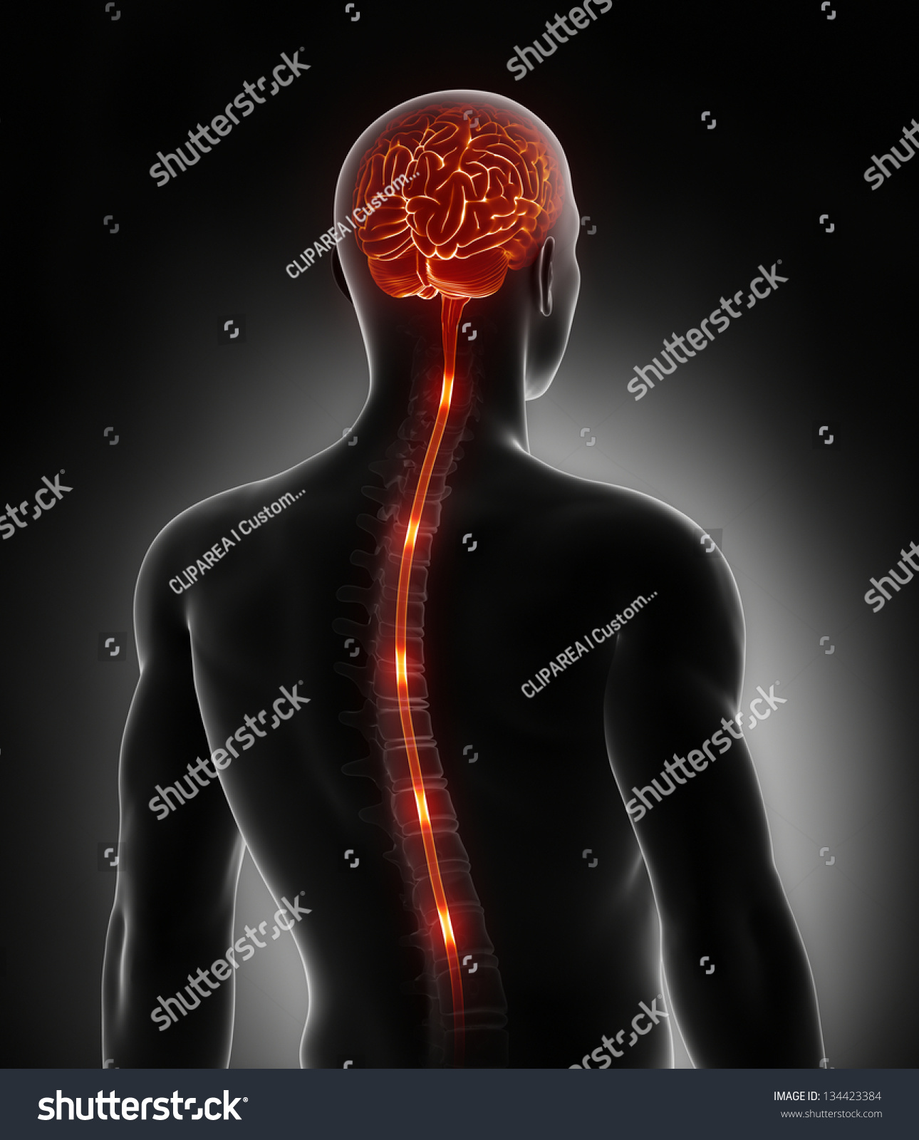 脊髄神経エネルギーは脳に刺激を与える のイラスト素材