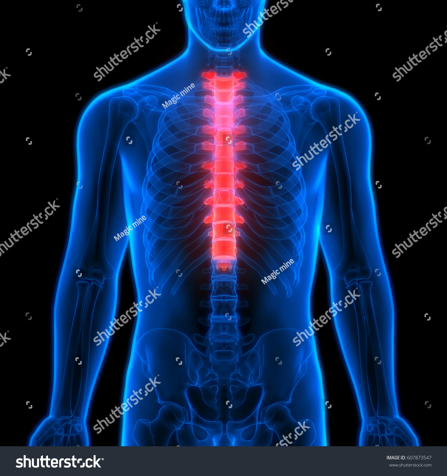 Spinal Cord Thoracic Vertebrae Part Human Stock Illustration