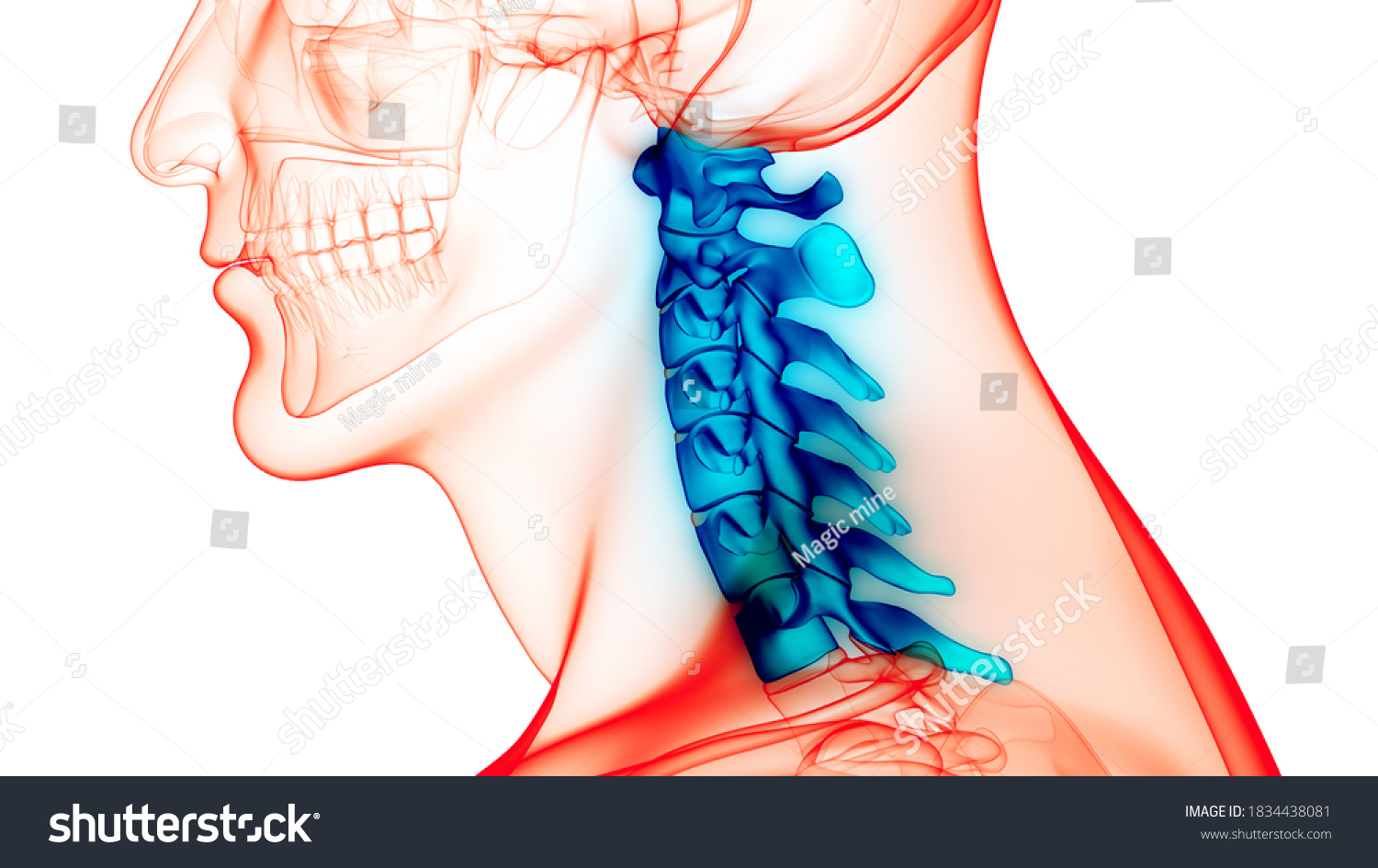 Spinal Cord Vertebral Column Cervical Vertebrae Shutterstock