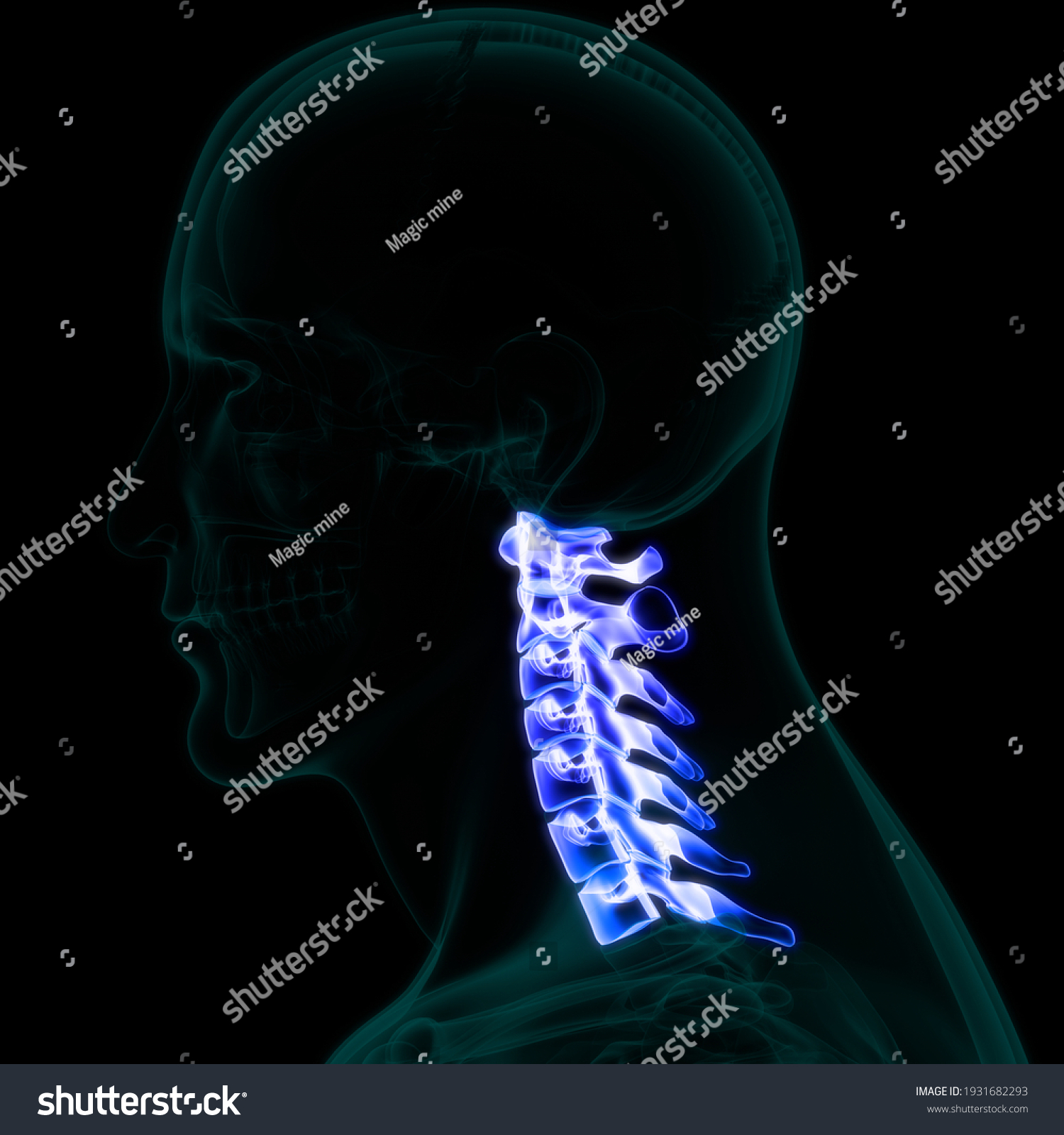 Spinal Cord Vertebral Column Cervical Vertebrae Stock Illustration Shutterstock