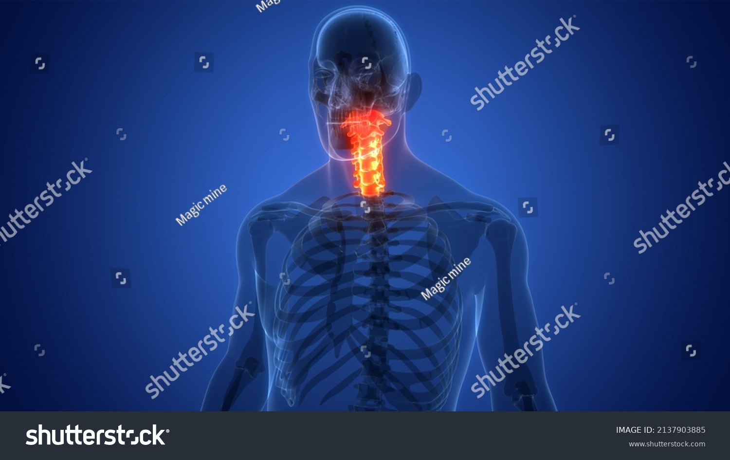 Spinal Cord Vertebral Column Cervical Vertebrae Stock Illustration Shutterstock
