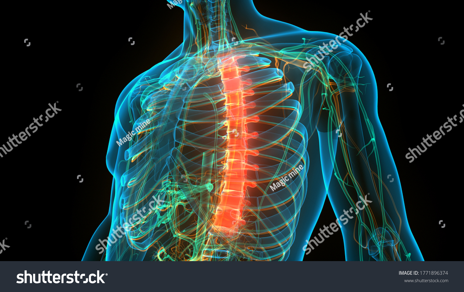 Spinal Cord Vertebral Column Thoracic Vertebrae ภาพประกอบสต็อก