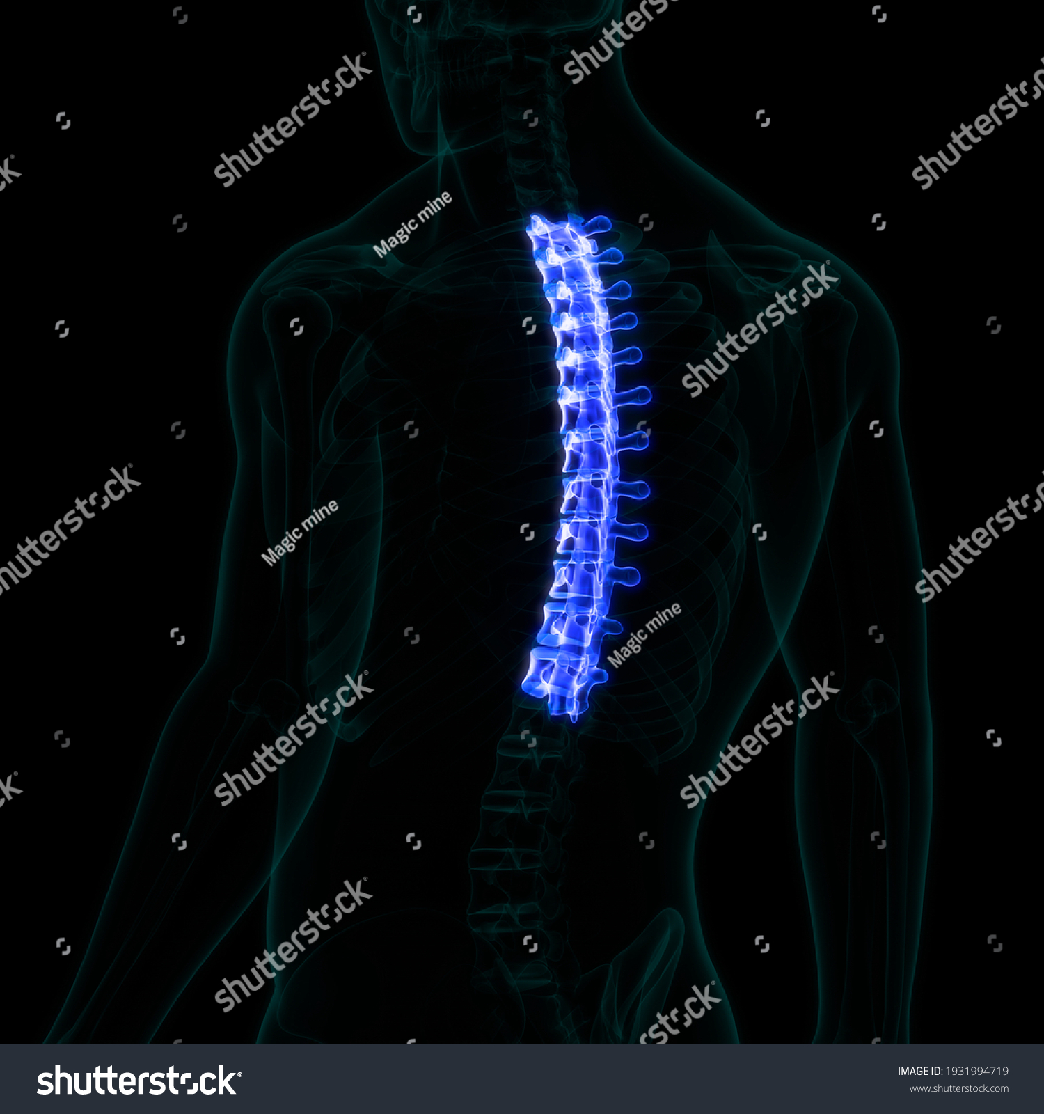 Spinal Cord Vertebral Column Thoracic Vertebrae Stock Illustration