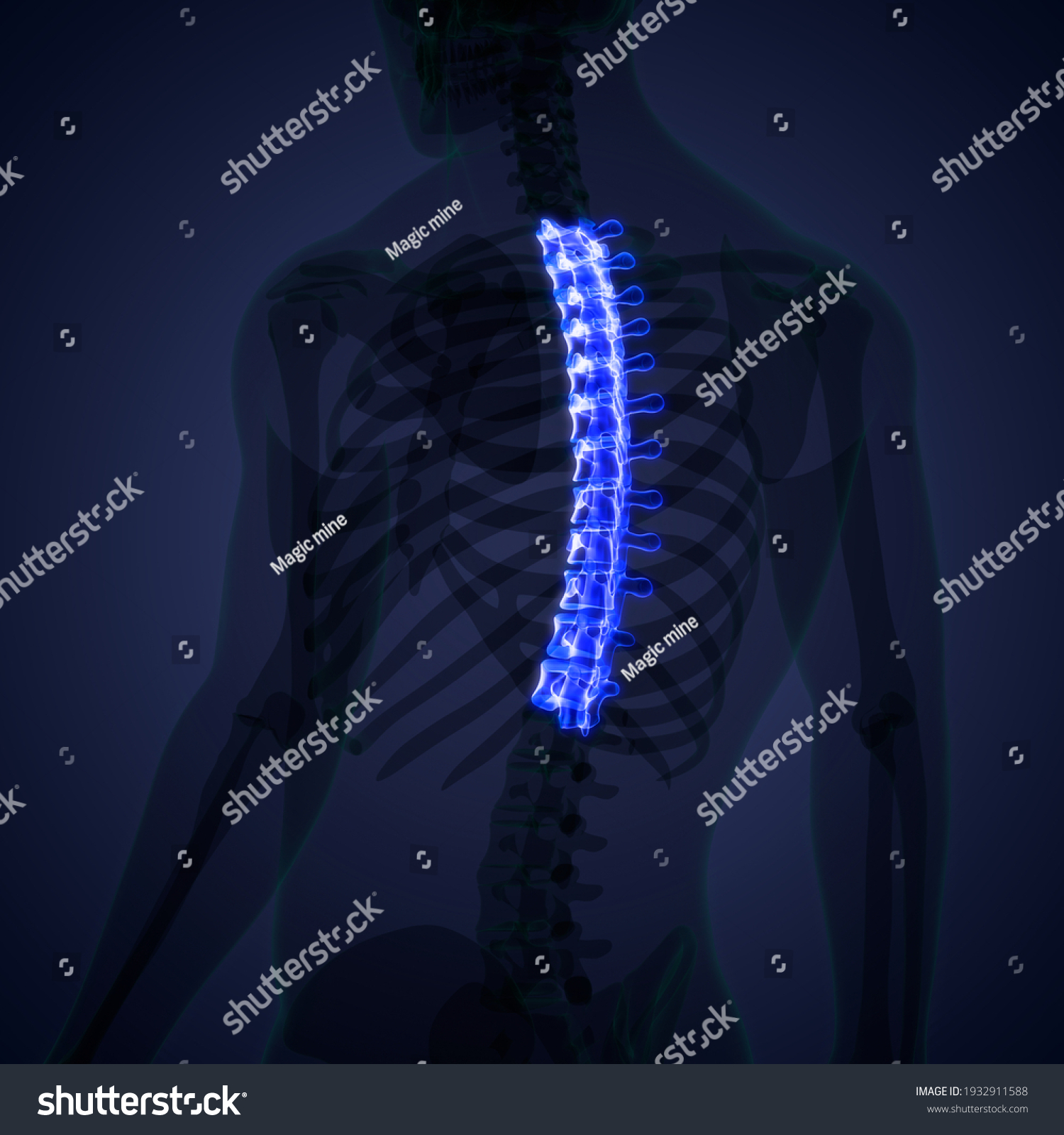 Spinal Cord Vertebral Column Thoracic Vertebrae Stock Illustration