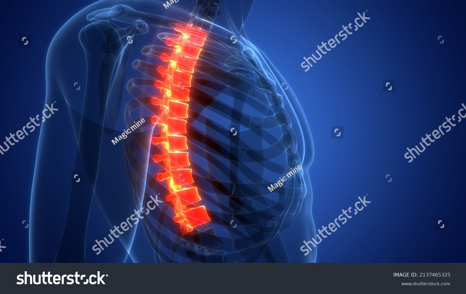 Spinal Cord Vertebral Column Thoracic Vertebrae Stock Illustration Shutterstock