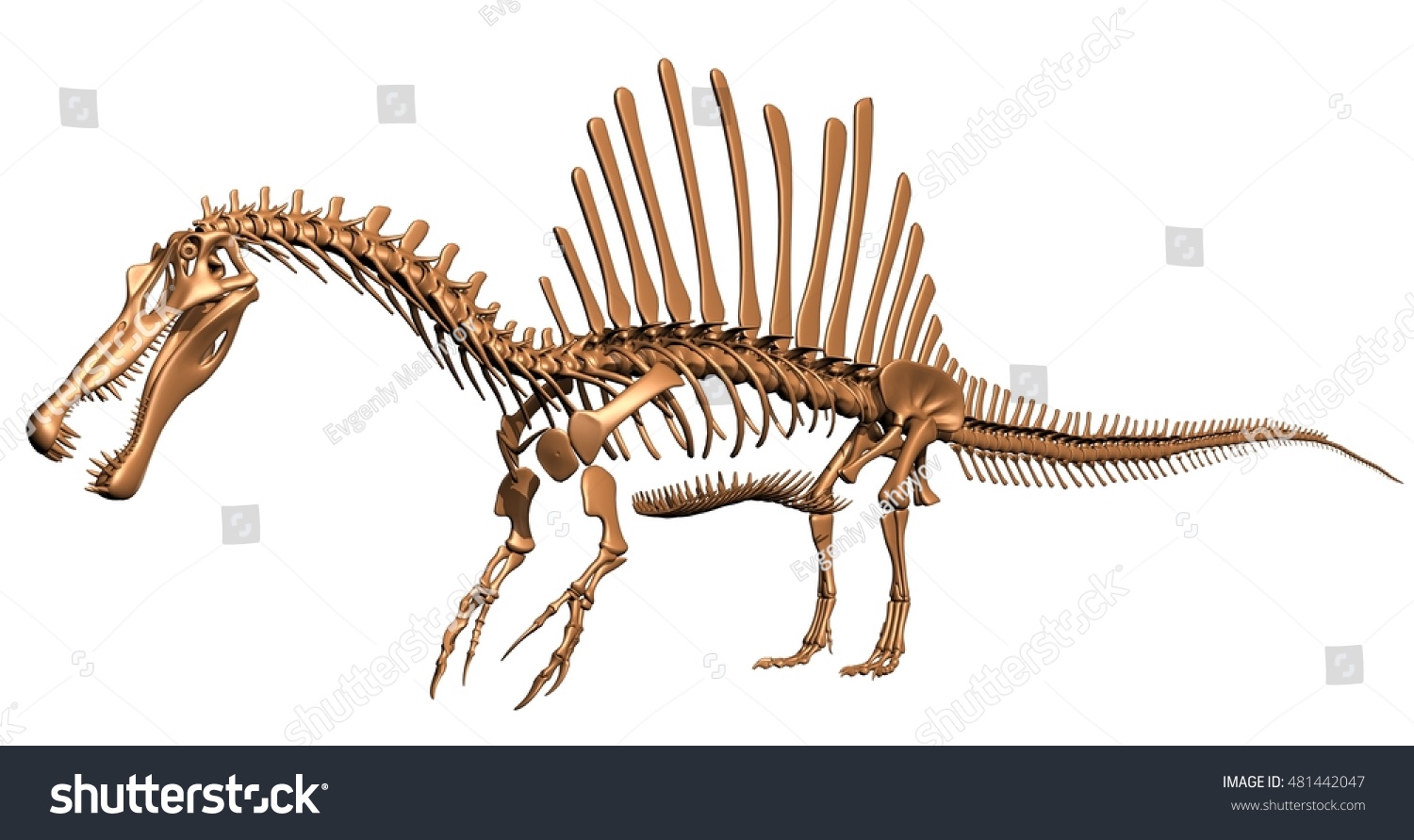 Spinosaurus Skeleton 3d Illustration Stock Illustration 481442047 ...